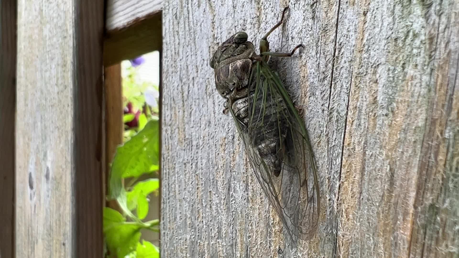 Dog-day cicada