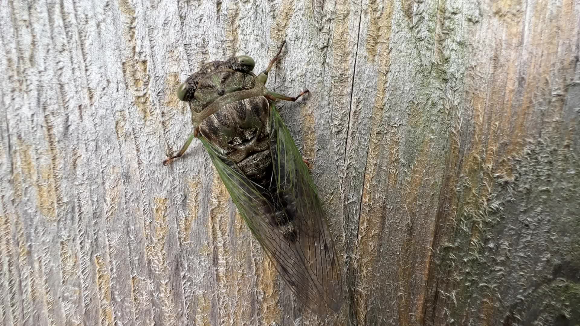 Dog-day cicada