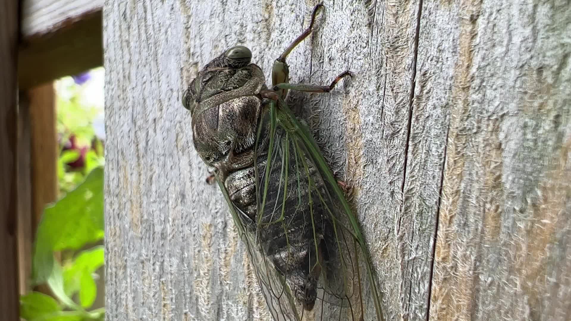 Dog-day cicada