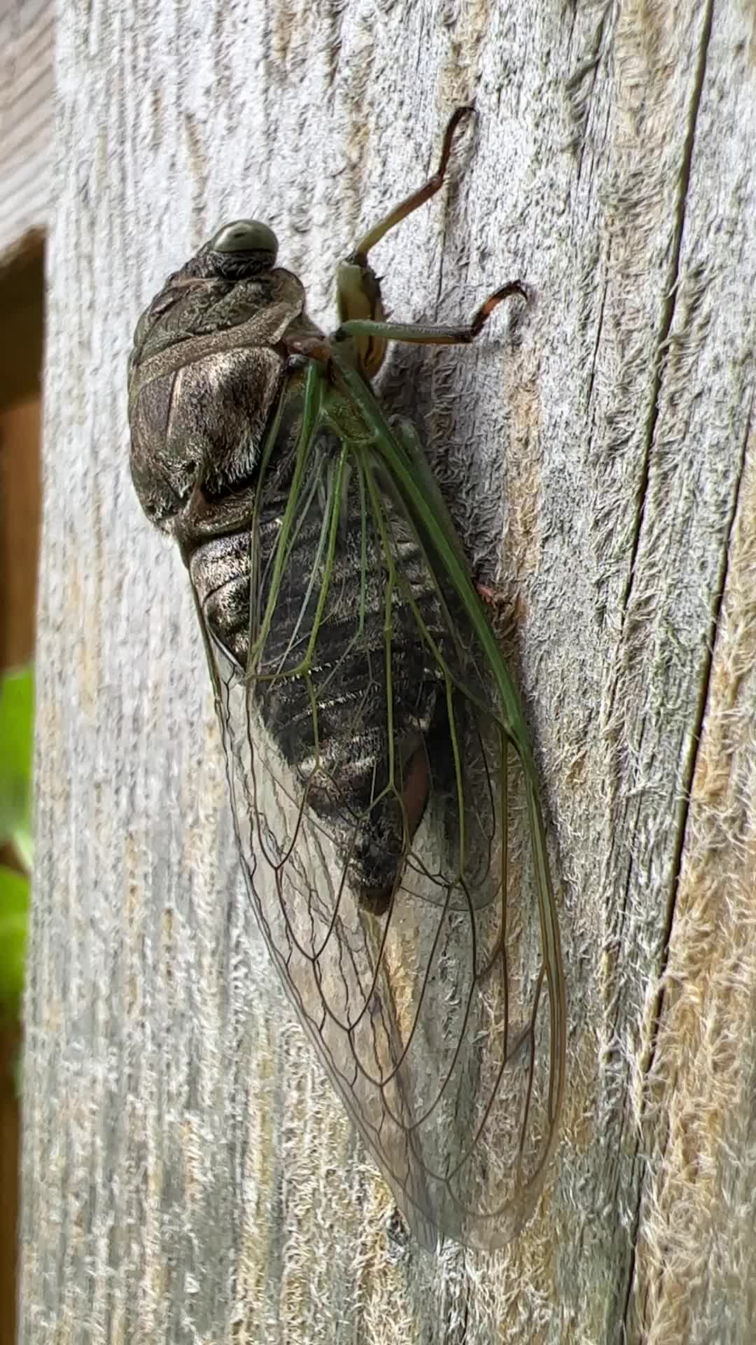 Dog-day cicada