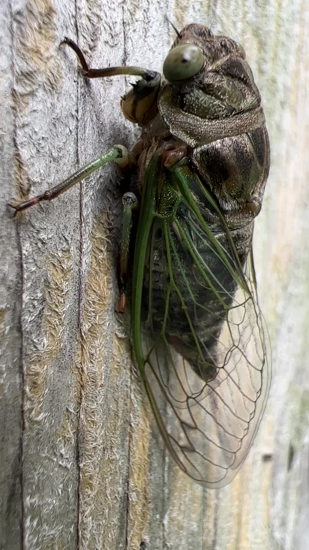 Dog-day cicada