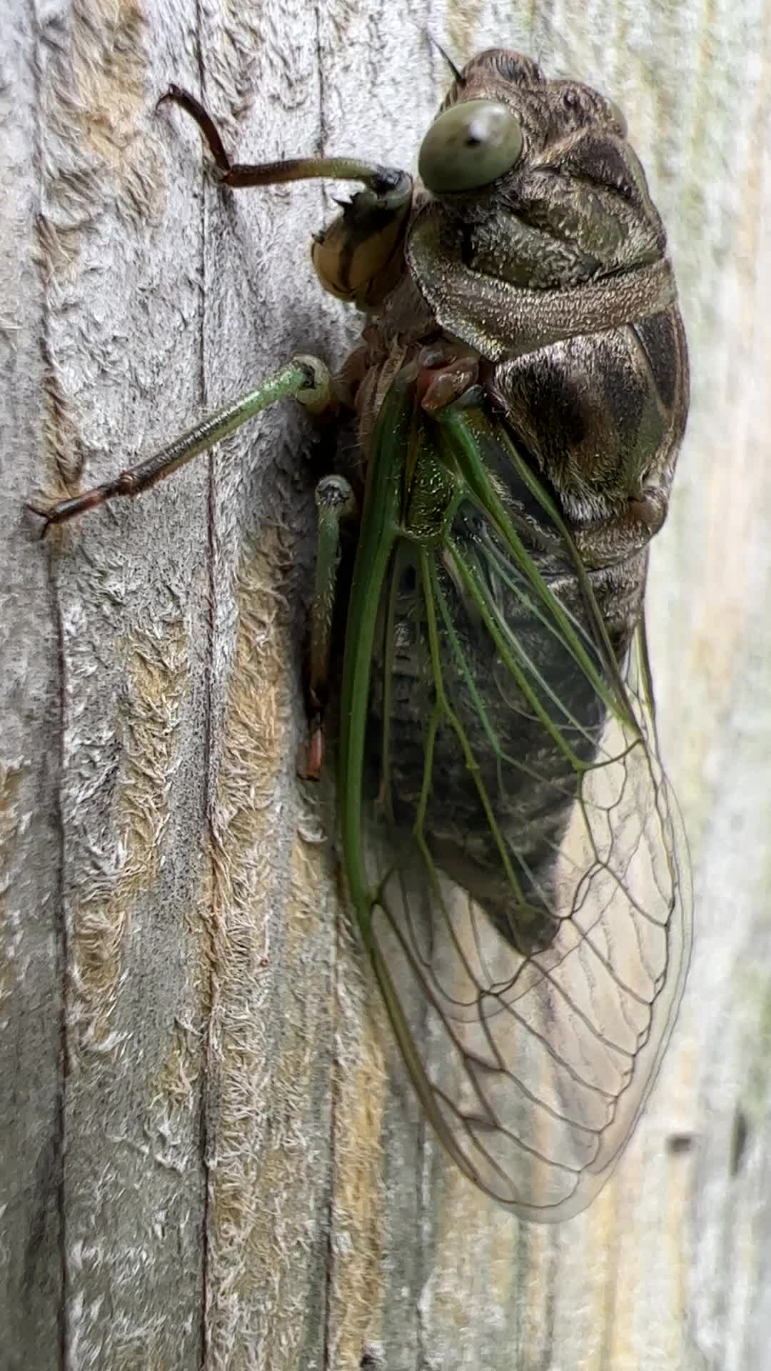 Dog-day cicada