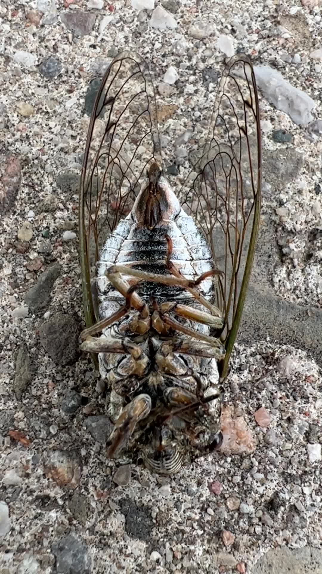 Dog-day cicada