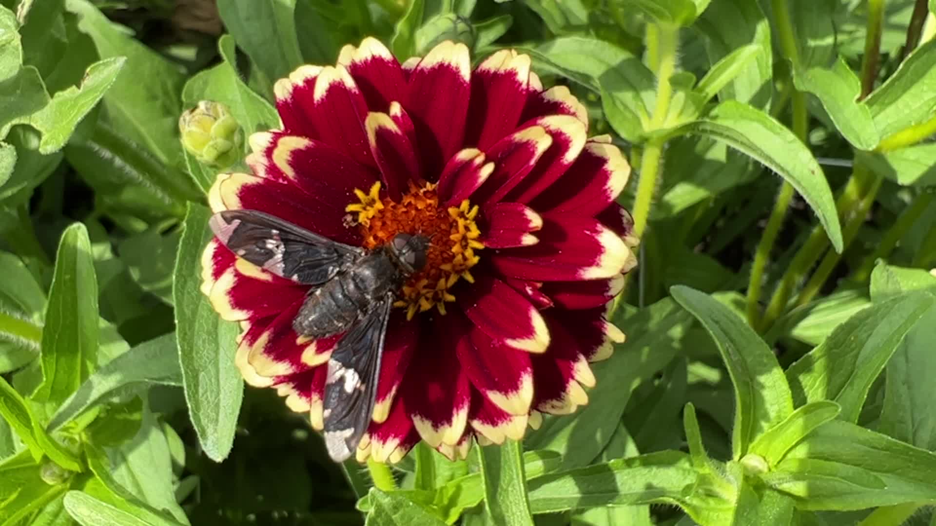 Tiger bee fly on a flower