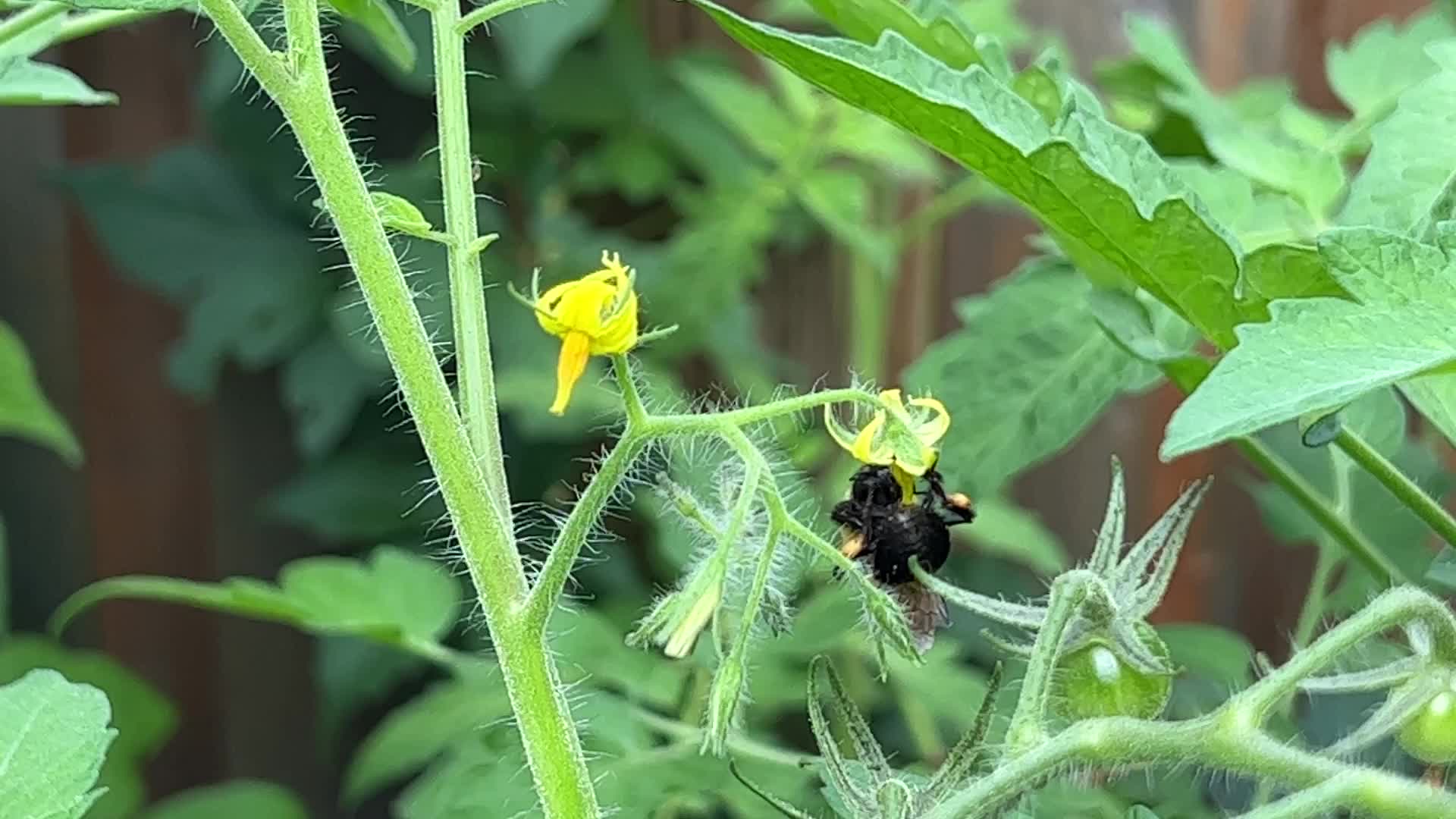 Bumblebee pollinating the flowers on a cherry tomato plant