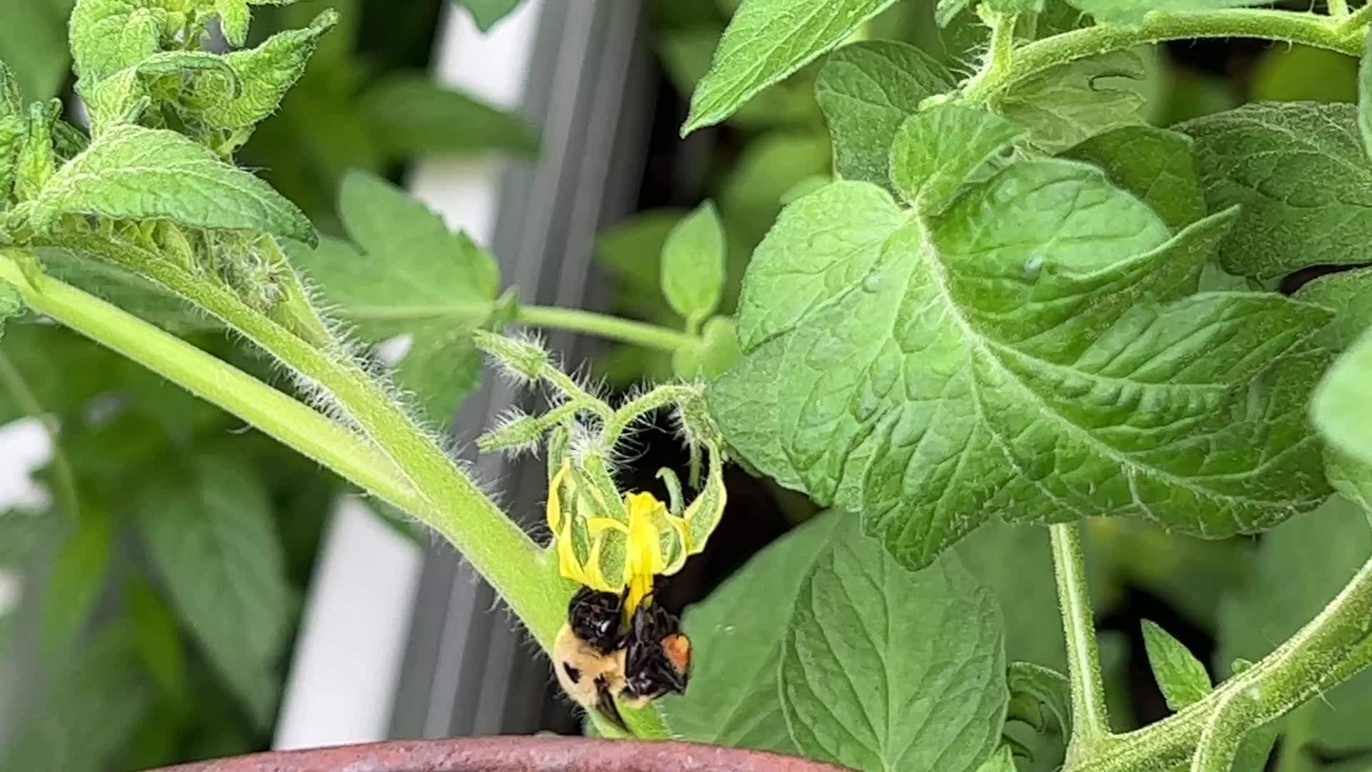 Bumblebee pollinating the flowers on a cherry tomato plant
