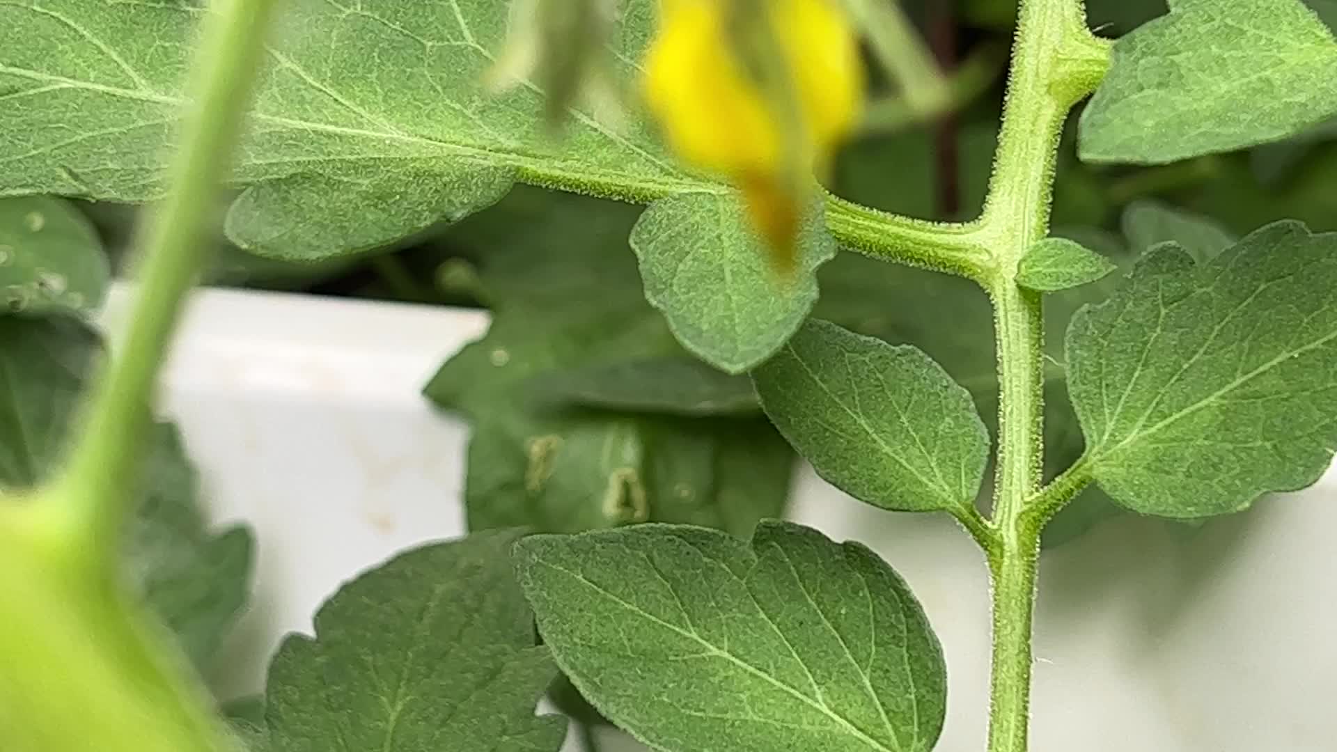 Bumblebee pollinating the flowers on a cherry tomato plant