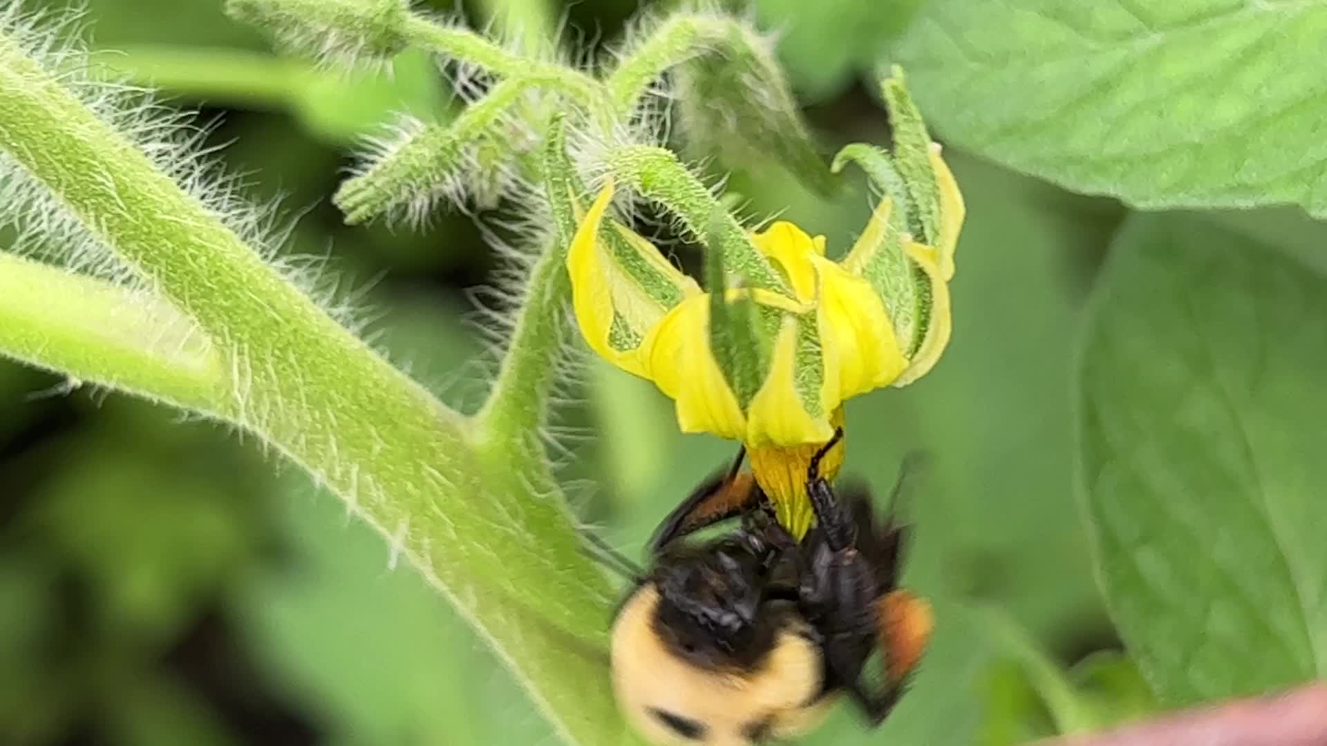 Bumblebee pollinating the flowers on a cherry tomato plant
