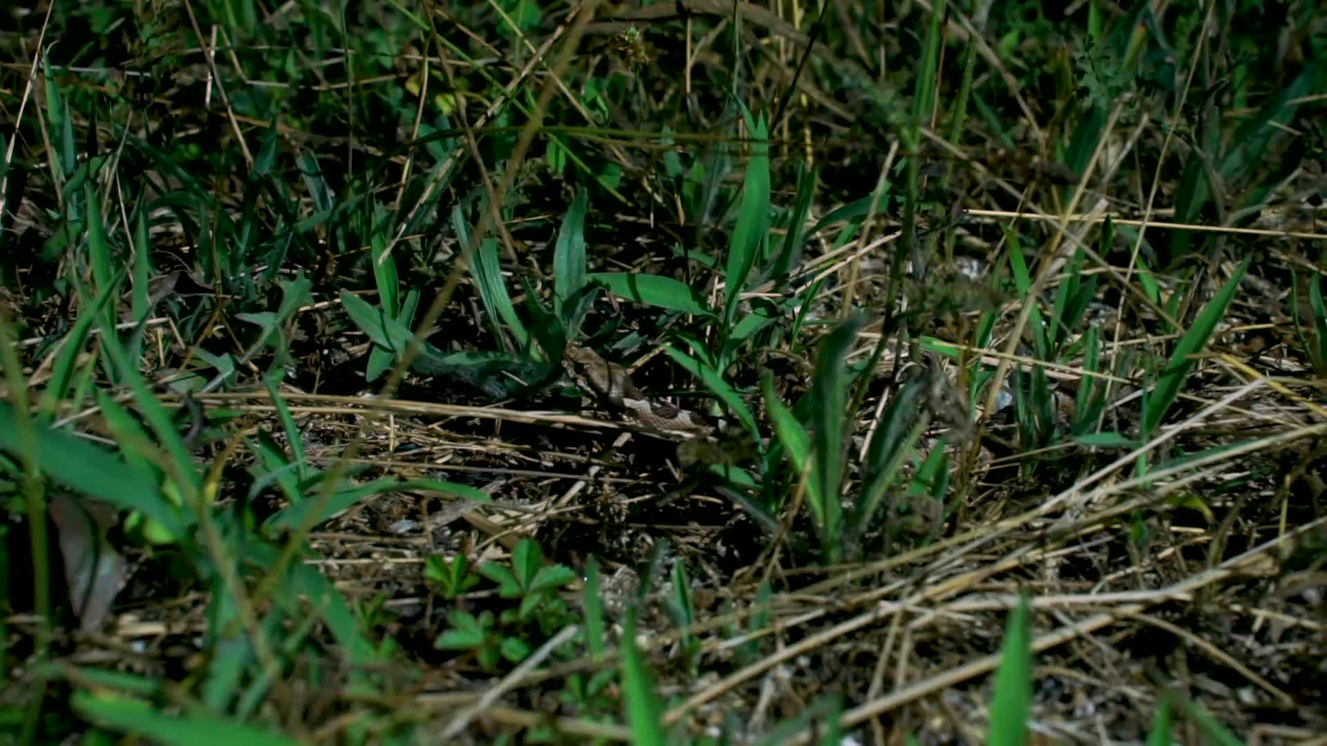 Nose Horned Viper snake 