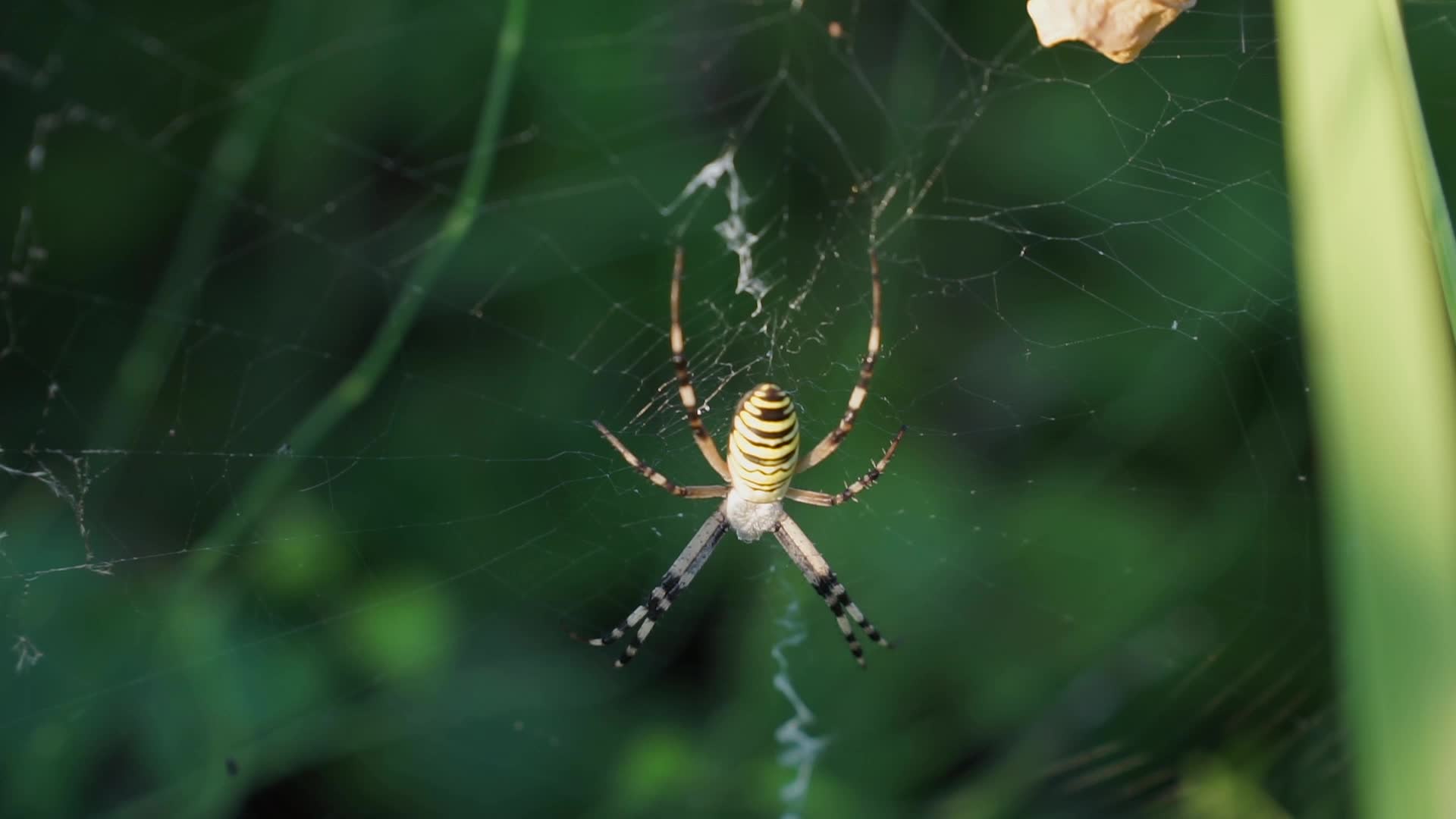 An Agriope Spider on a cobweb