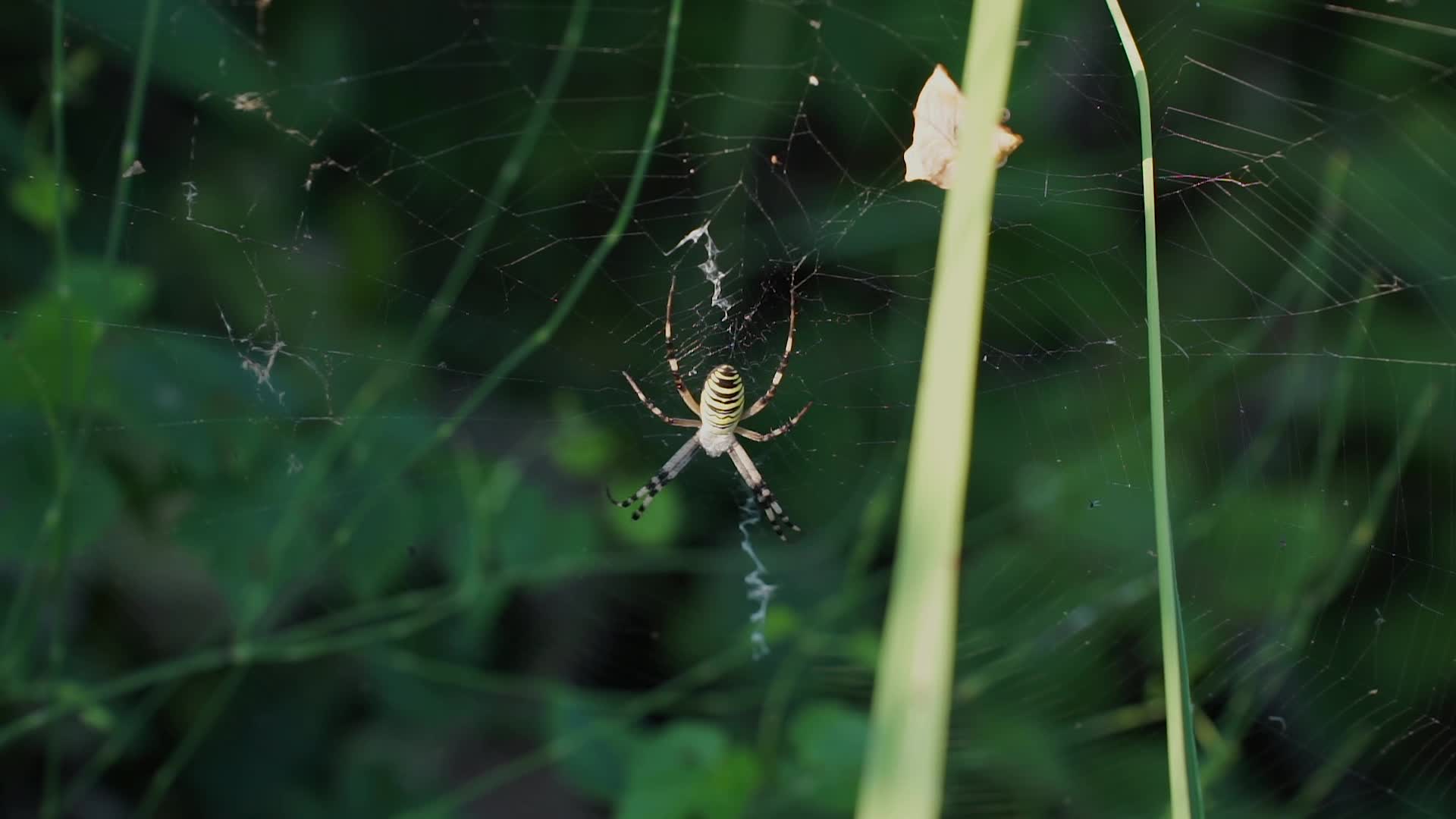 An Agriope Spider on a cobweb
