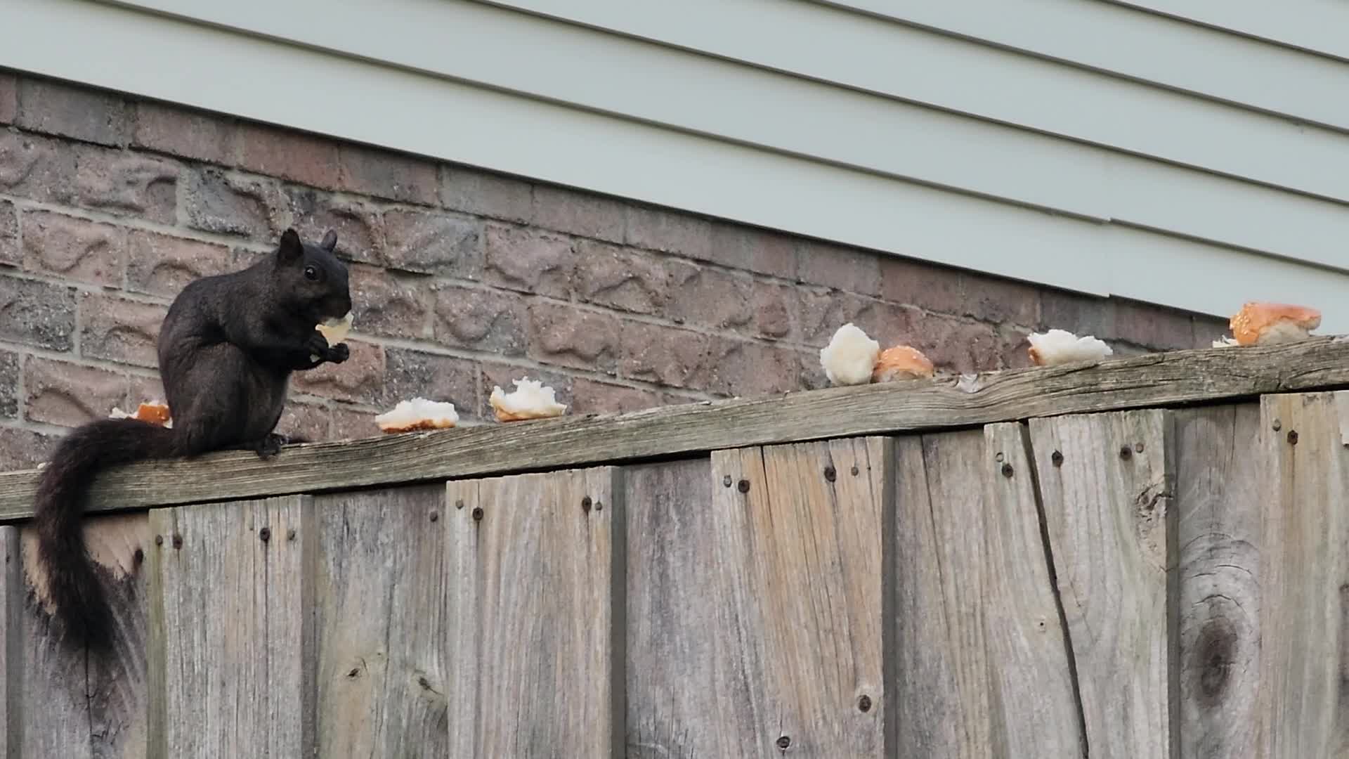 Eastern Gray Squirrel