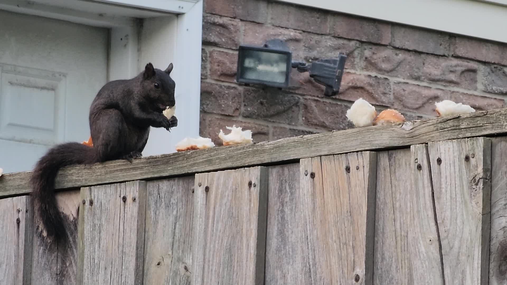 Eastern Gray Squirrel
