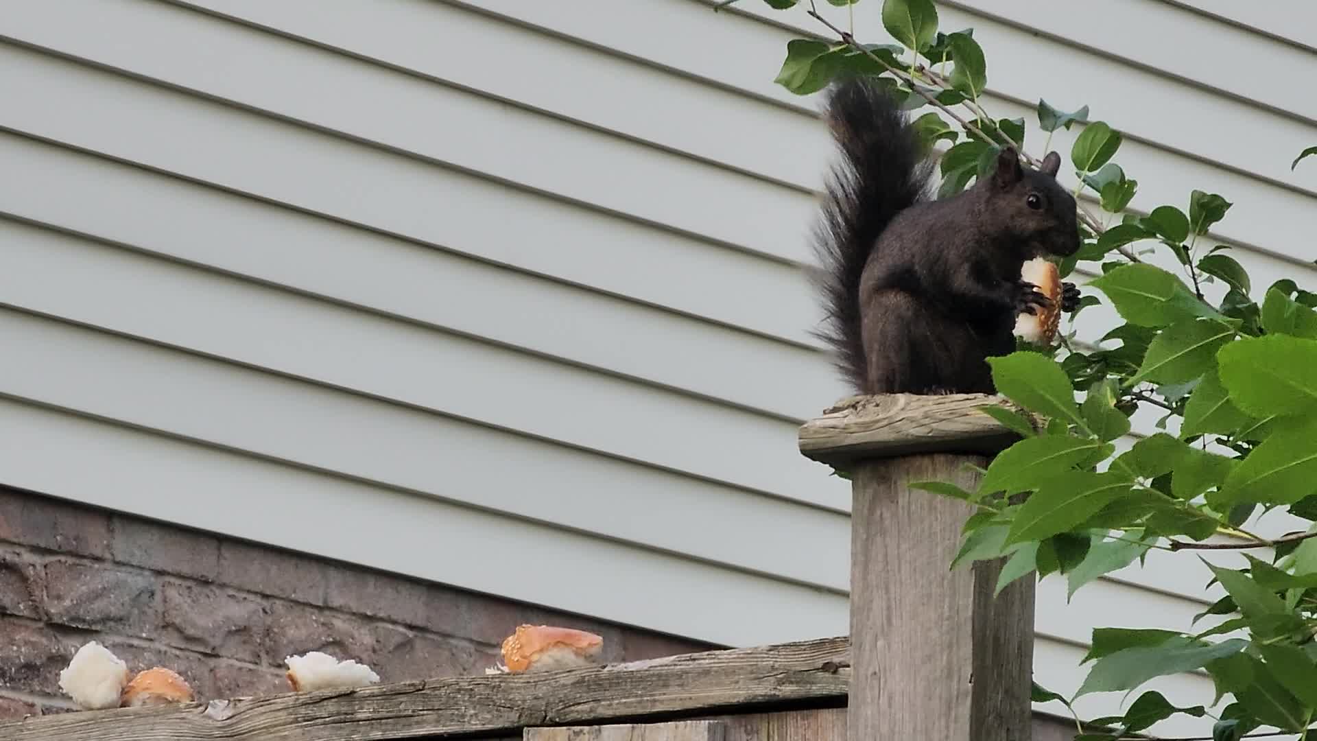 Eastern Gray Squirrel