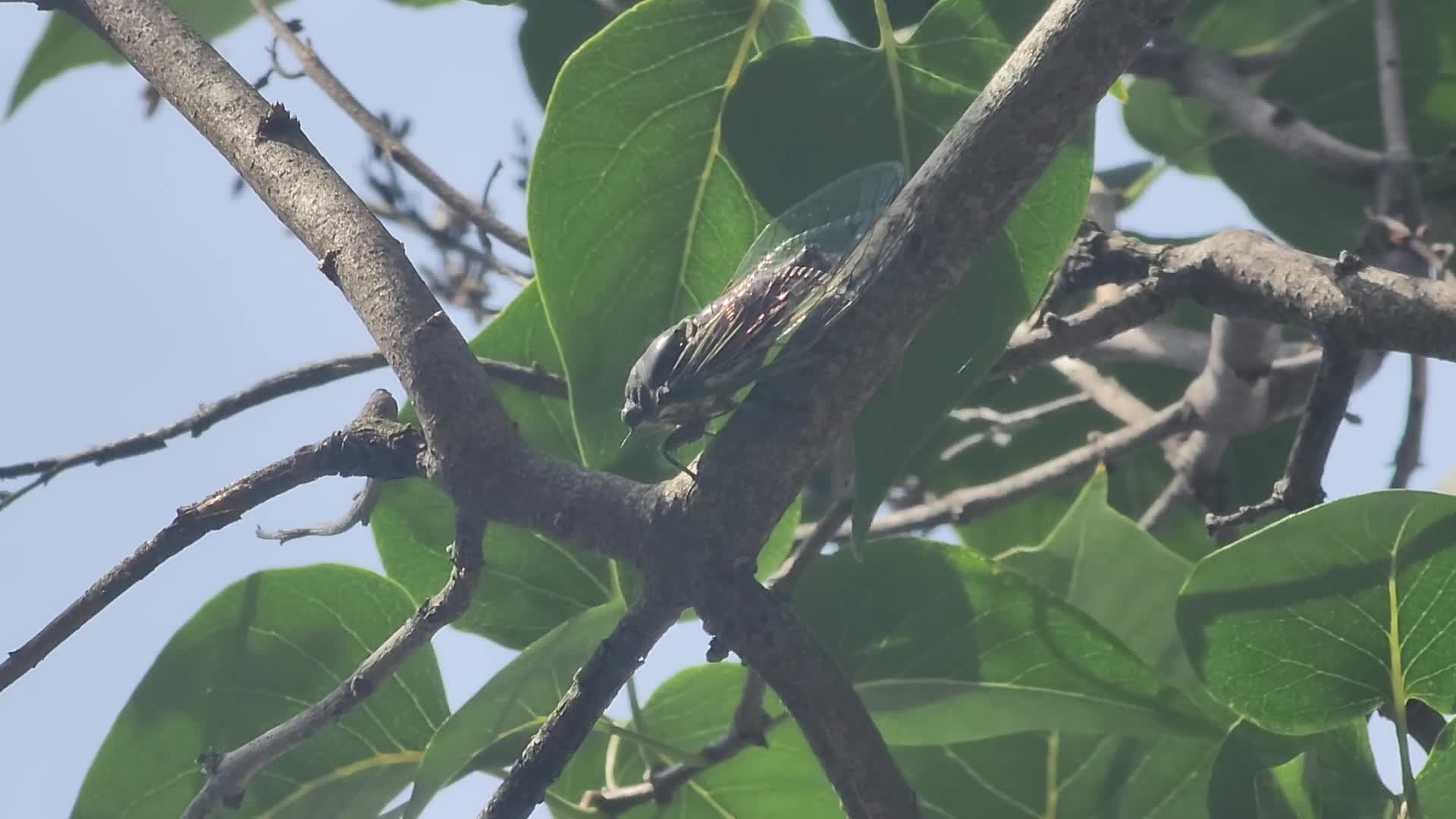 Dog-day cicada mating call