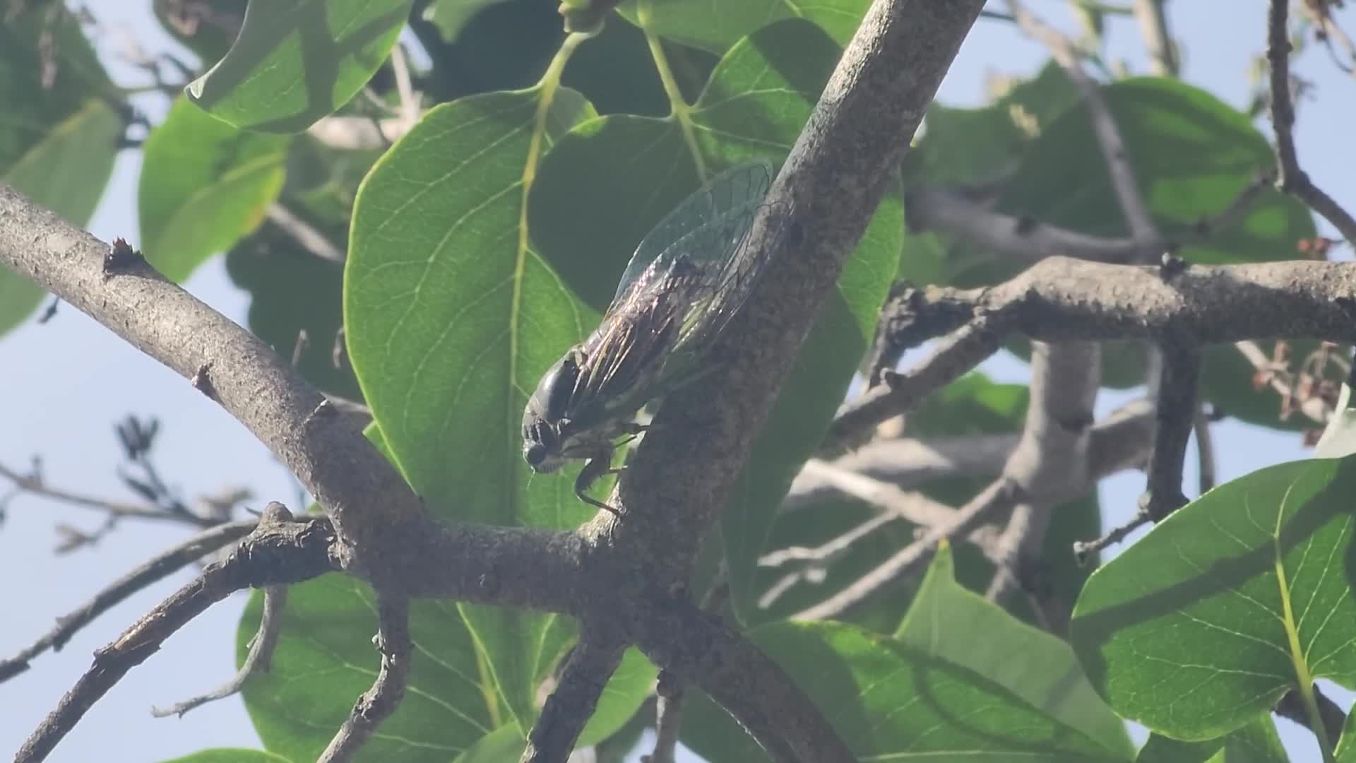 Dog-day cicada mating call