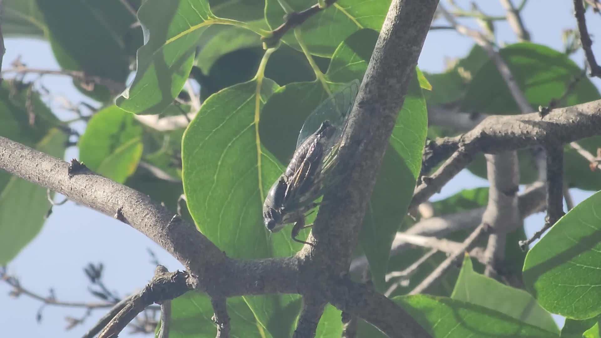 Dog-day cicada mating call