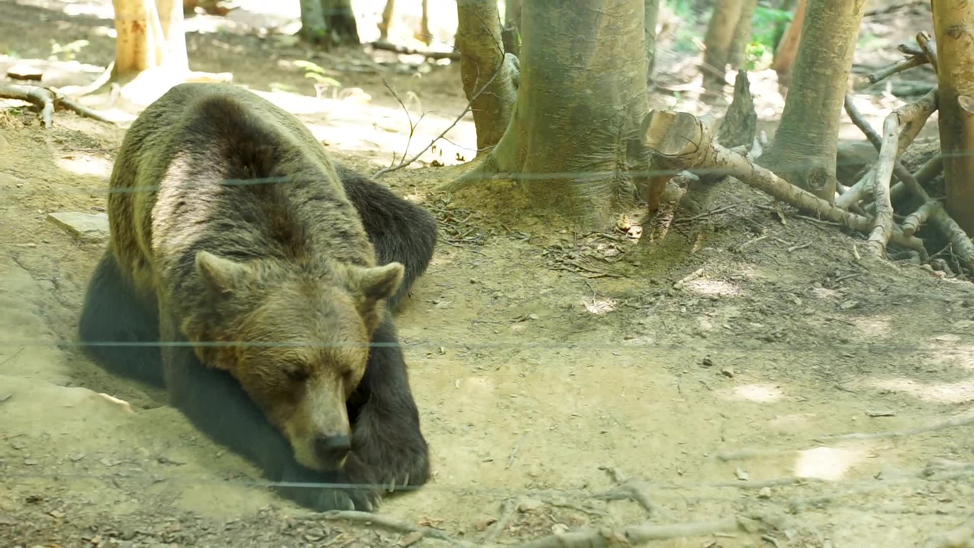 A bear at the Arcturos International Environmental Center