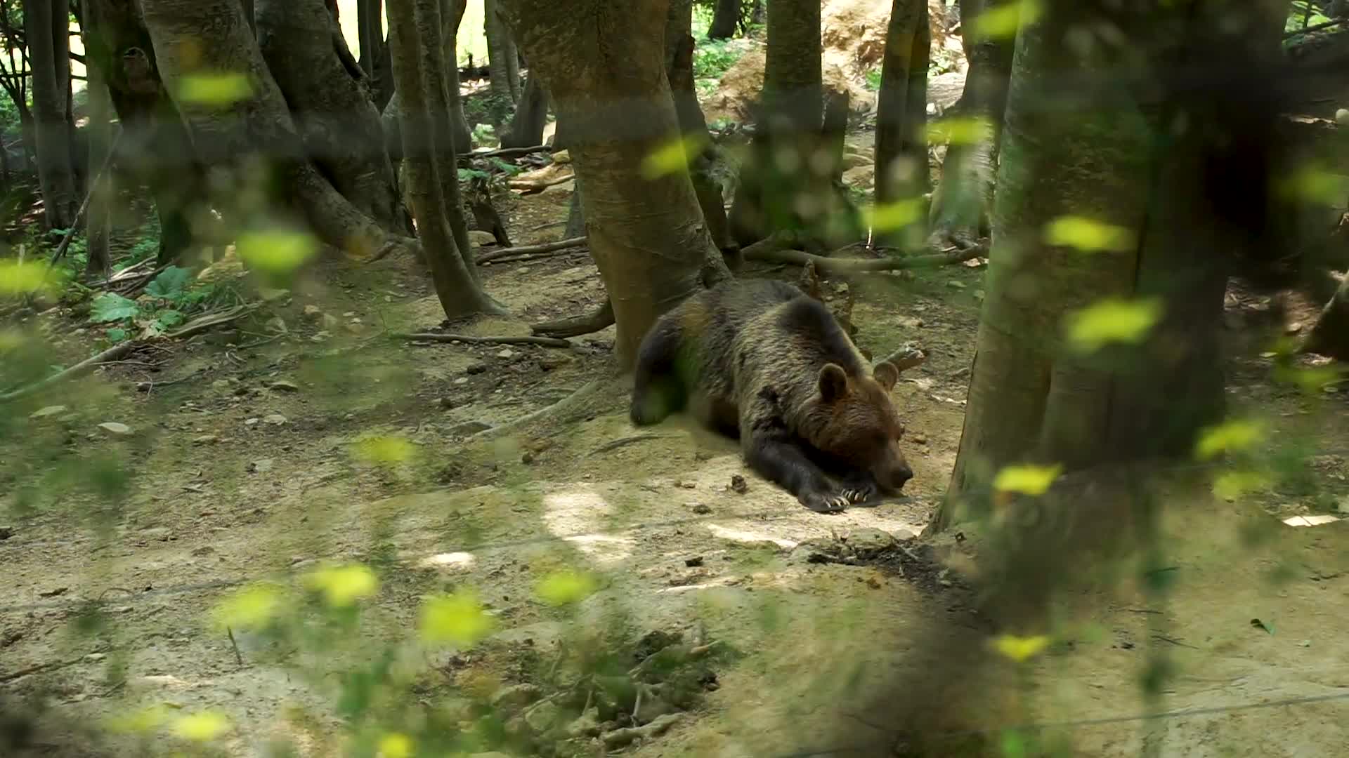 A bear at the Arcturos International Environmental Center