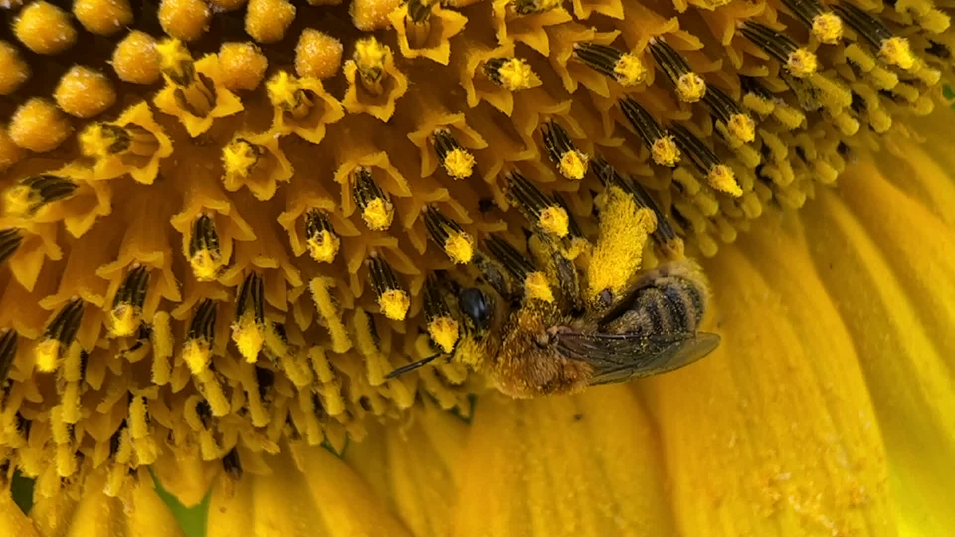 Honeybee collects pollen from a sunflower