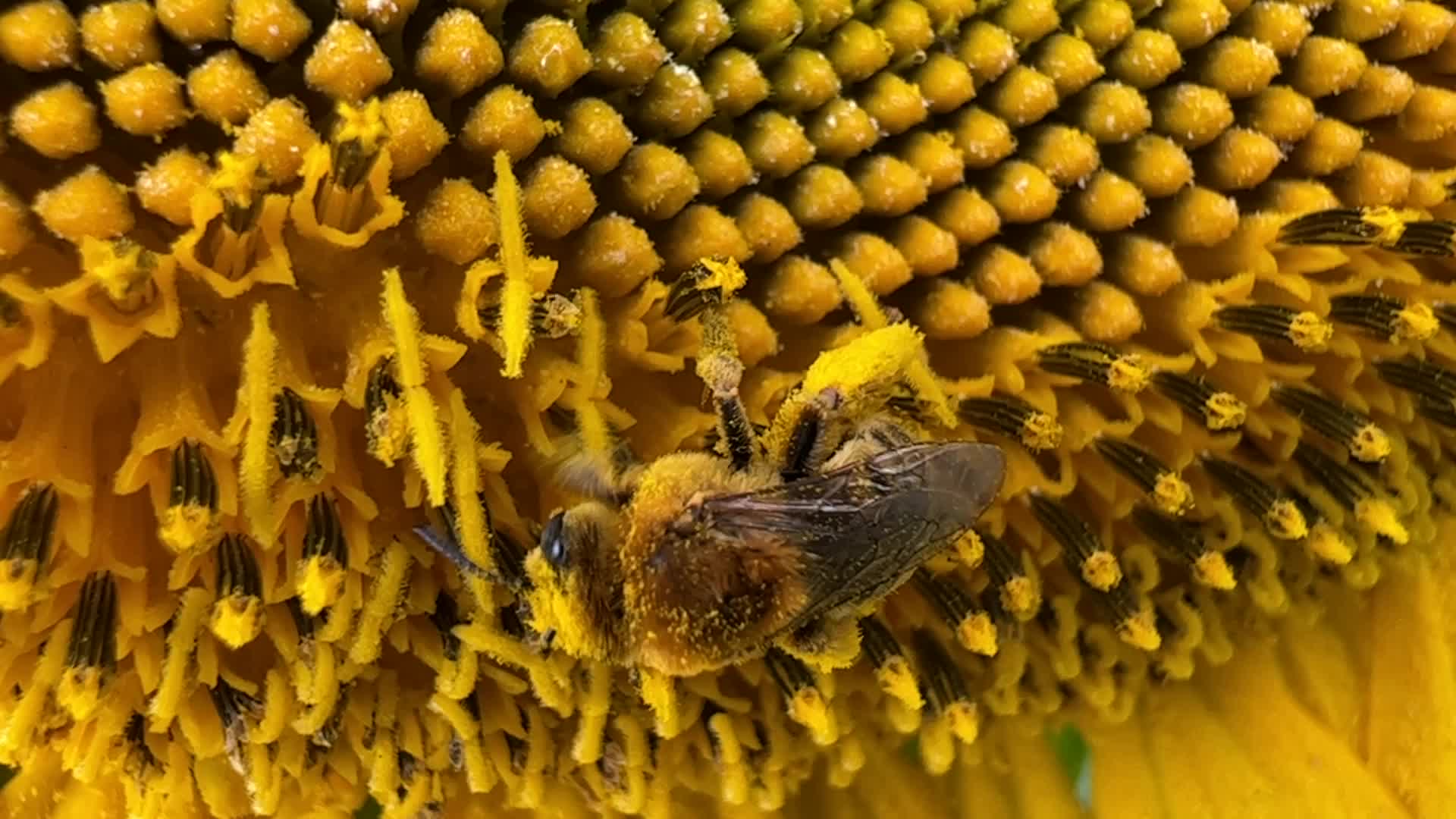 Honeybee collects pollen from a sunflower
