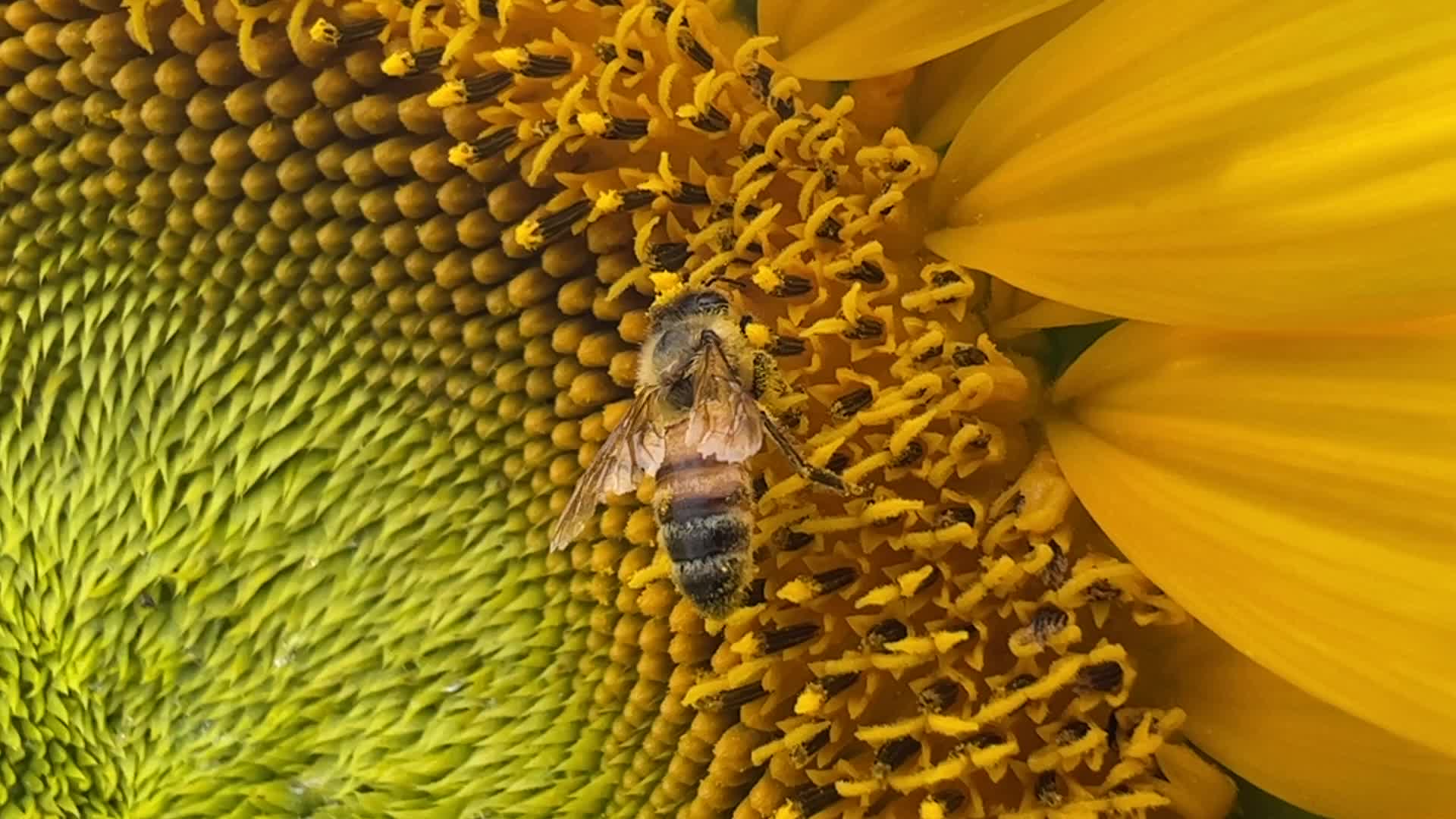 Honeybee collects pollen from a sunflower