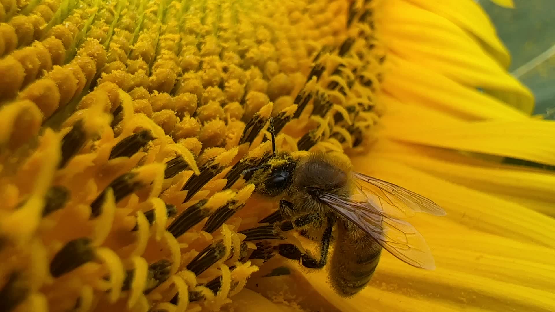Honeybee collects pollen from a sunflower