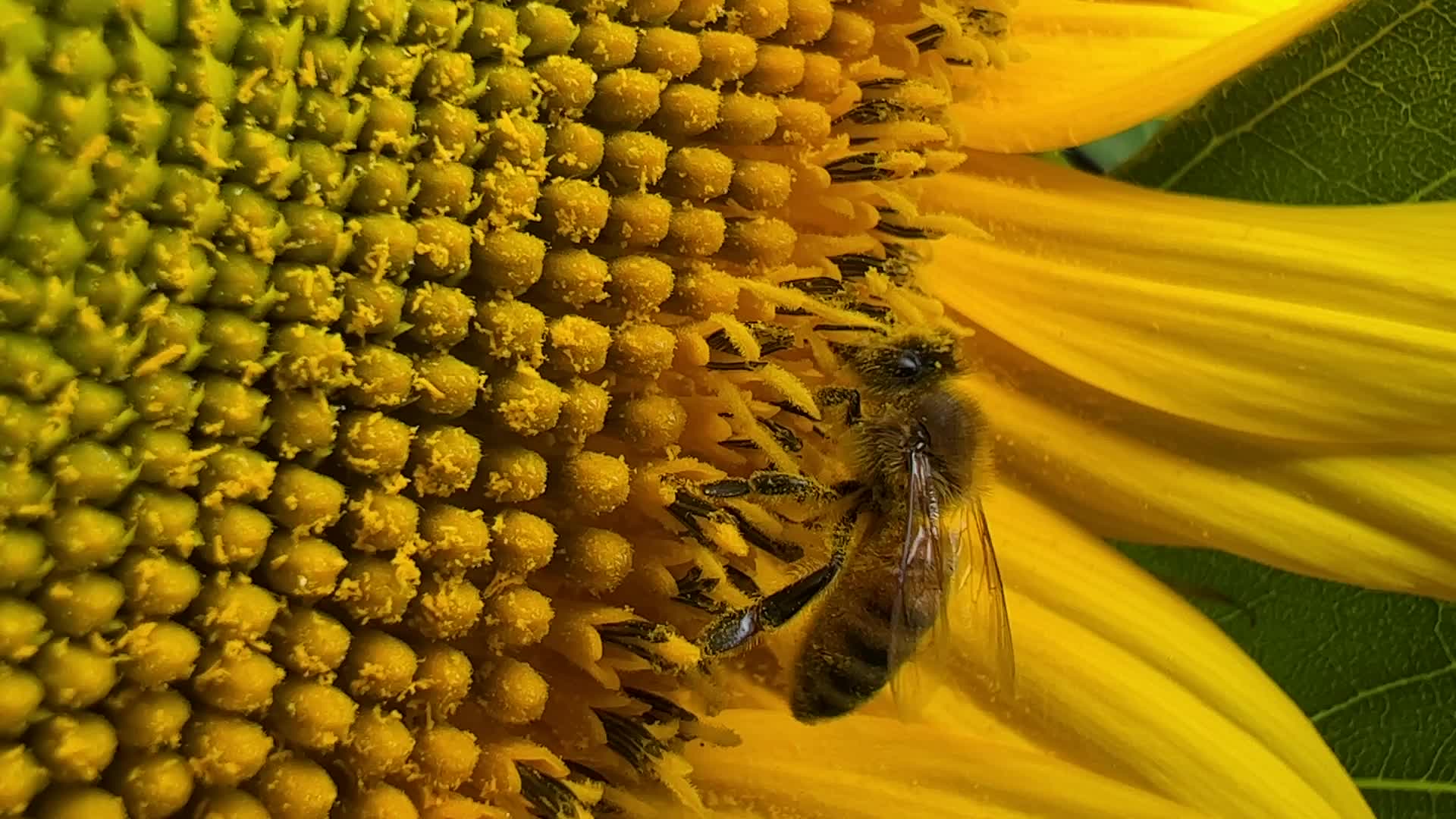 Honeybee collects pollen from a sunflower