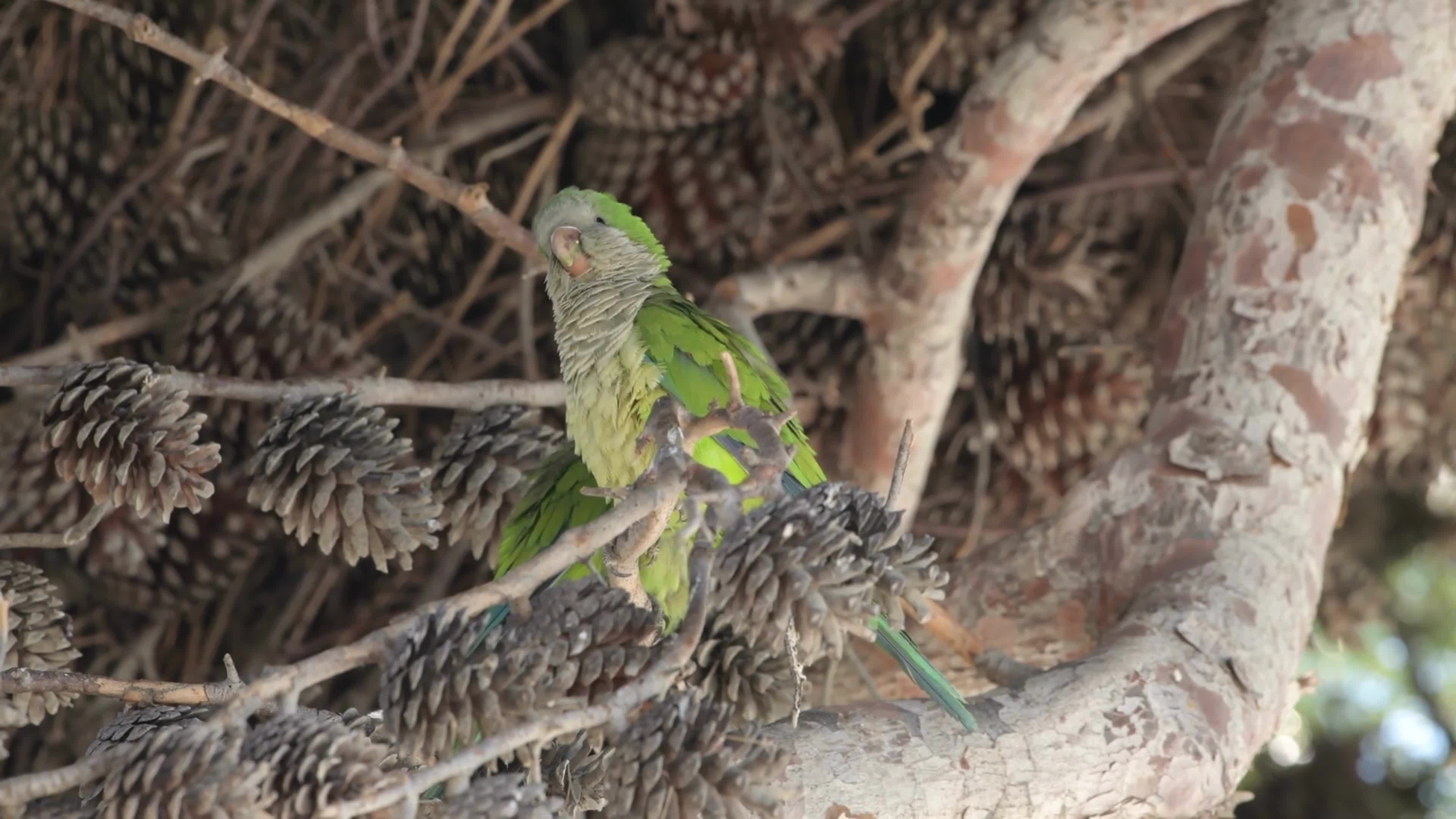 Monk Parakeets Invasion In Puglia, Italy