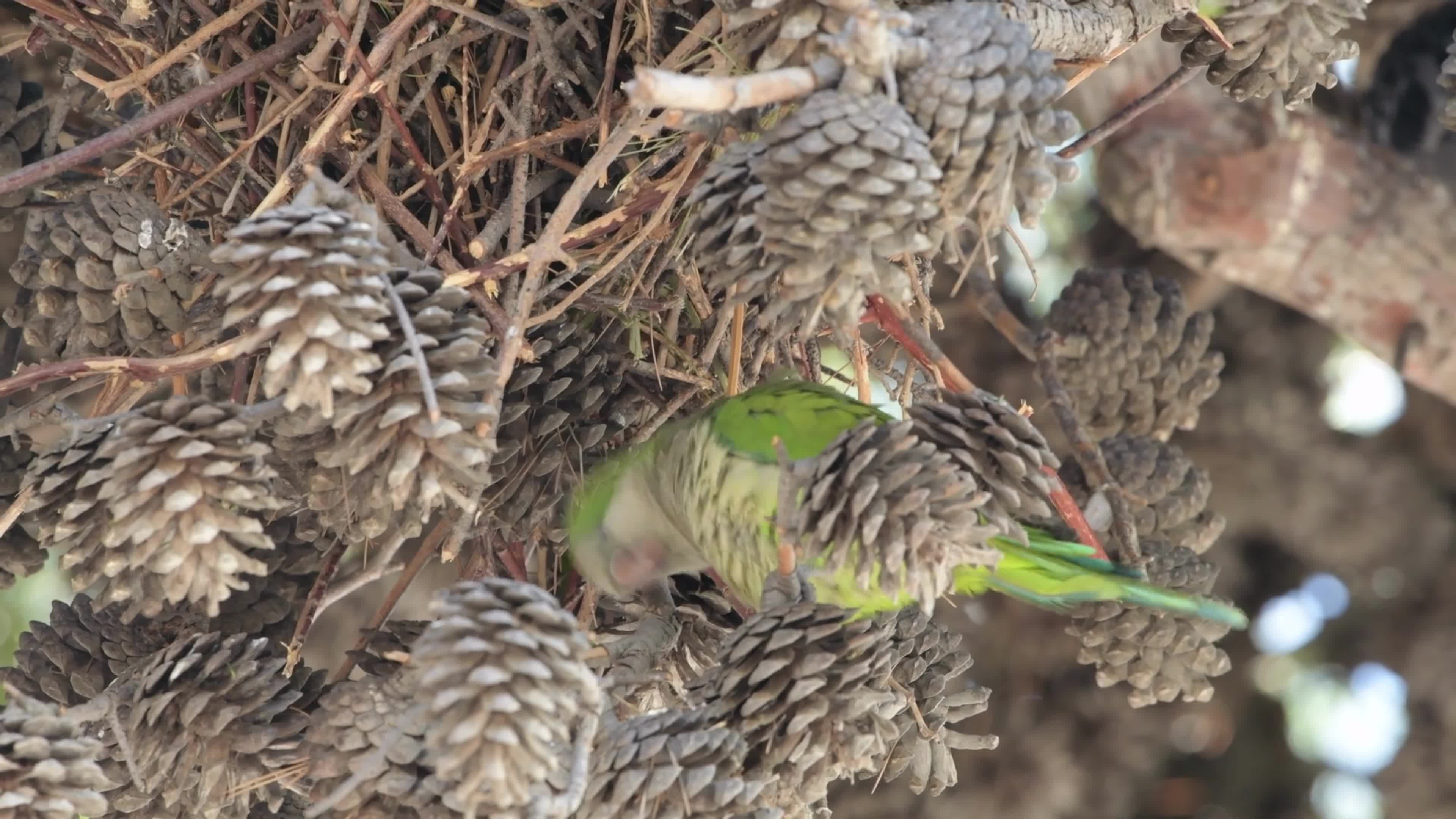 Monk Parakeets Invasion In Puglia, Italy