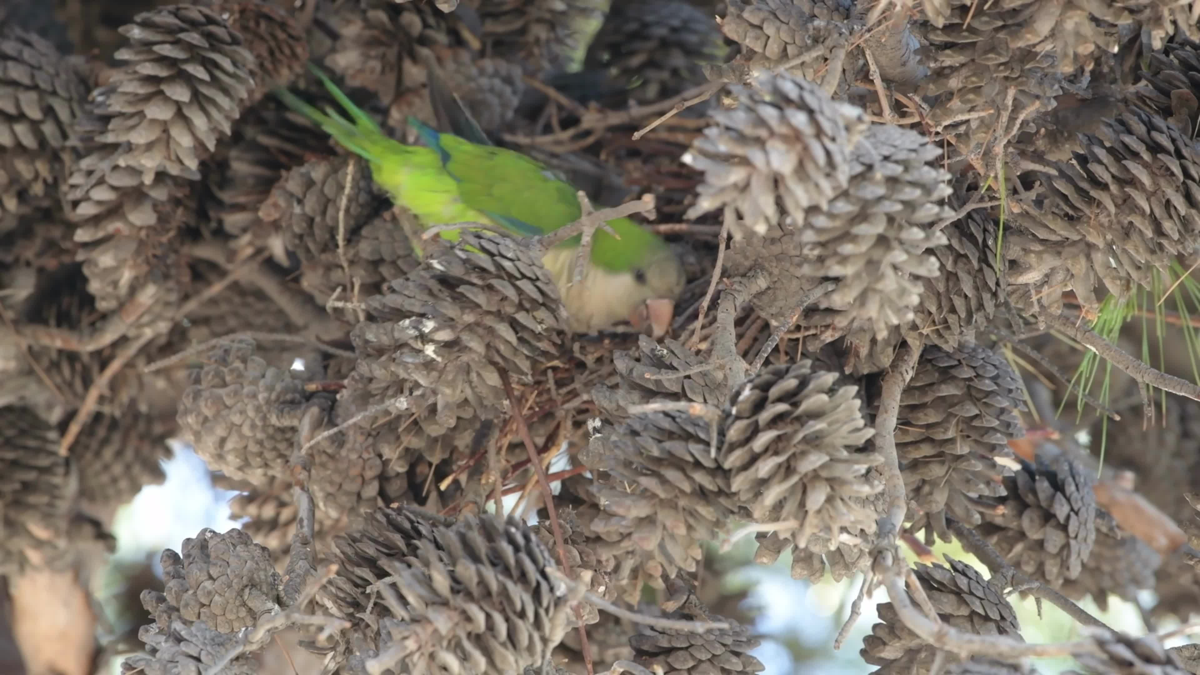 Monk Parakeets Invasion In Puglia, Italy