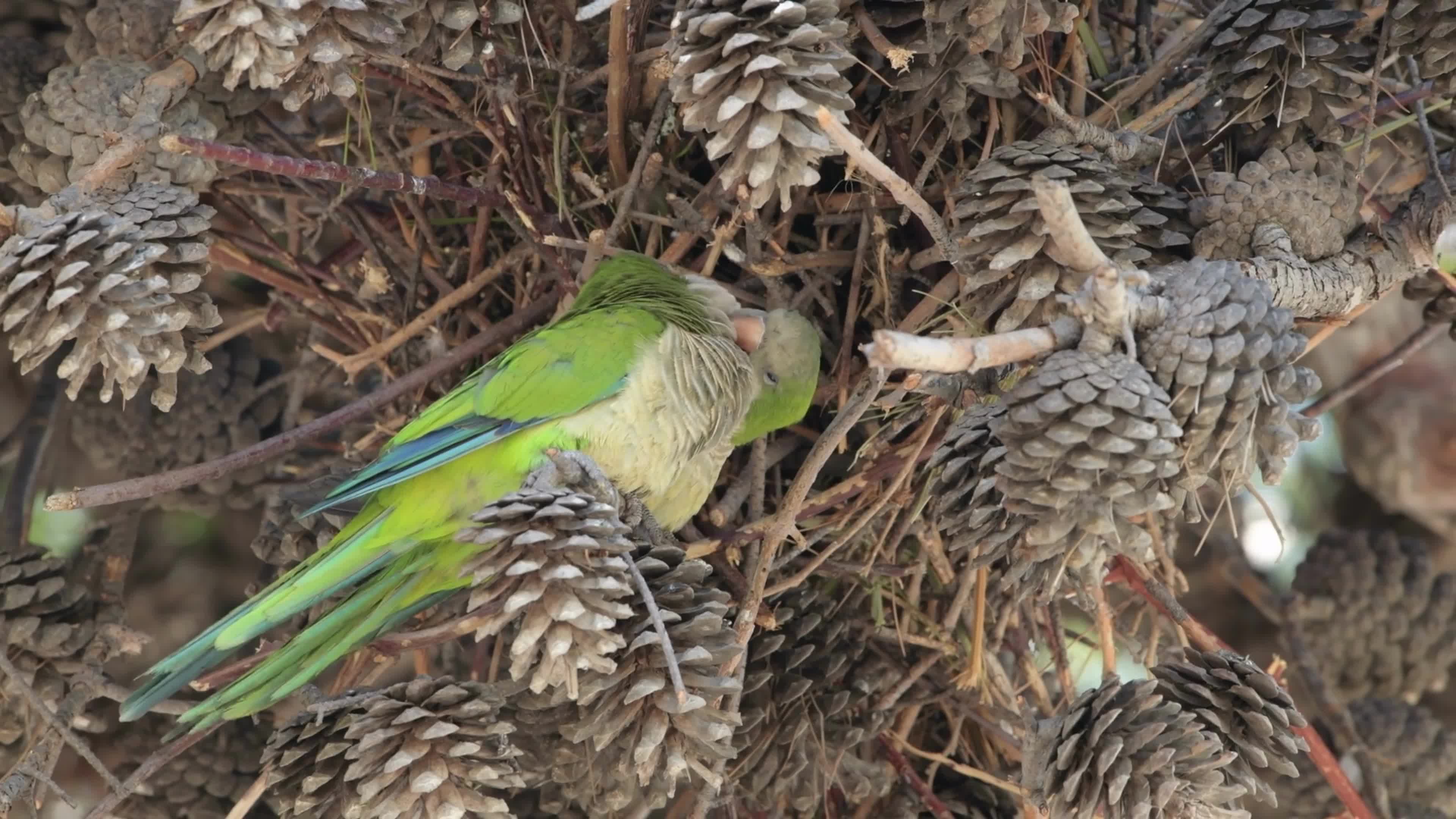 Monk Parakeets Invasion In Puglia, Italy