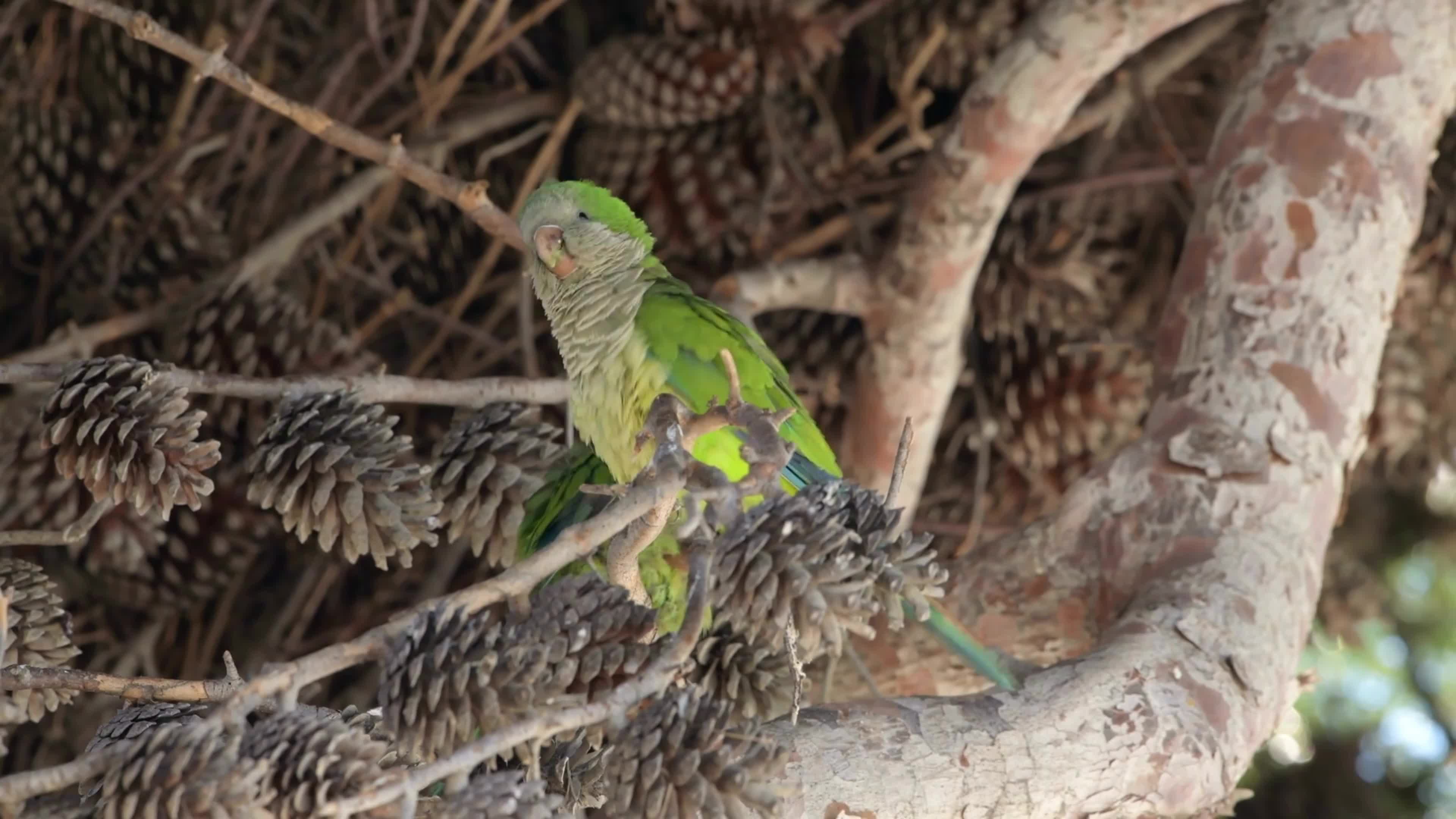 Monk Parakeets Invasion In Puglia, Italy