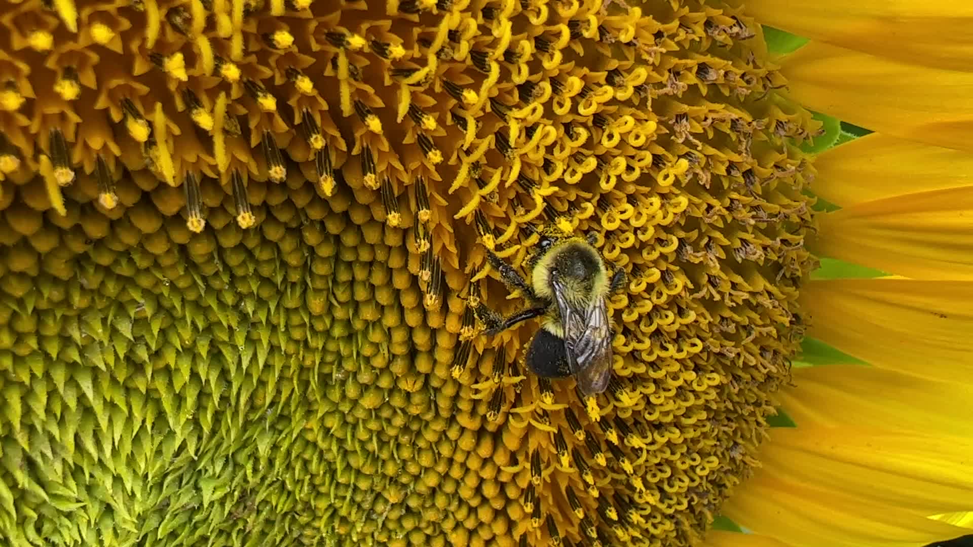 Bumblebee collects pollen from a sunflower