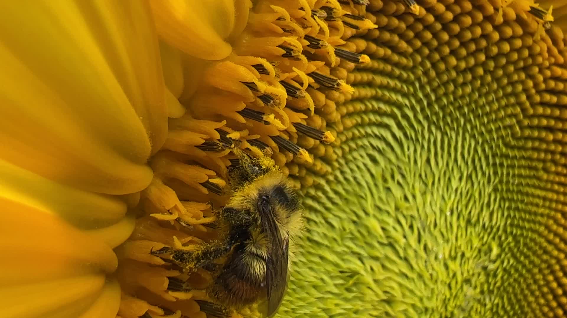 Bumblebee collects pollen from a sunflower