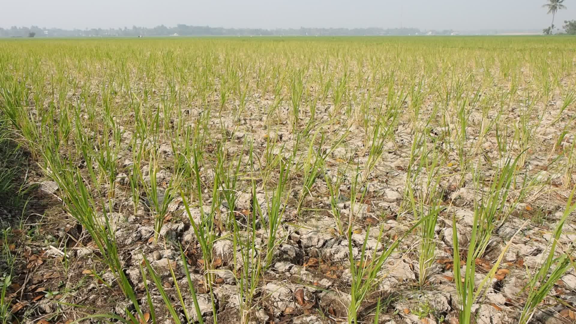 El Nino Phenomenon Causes Drought in Tangerang