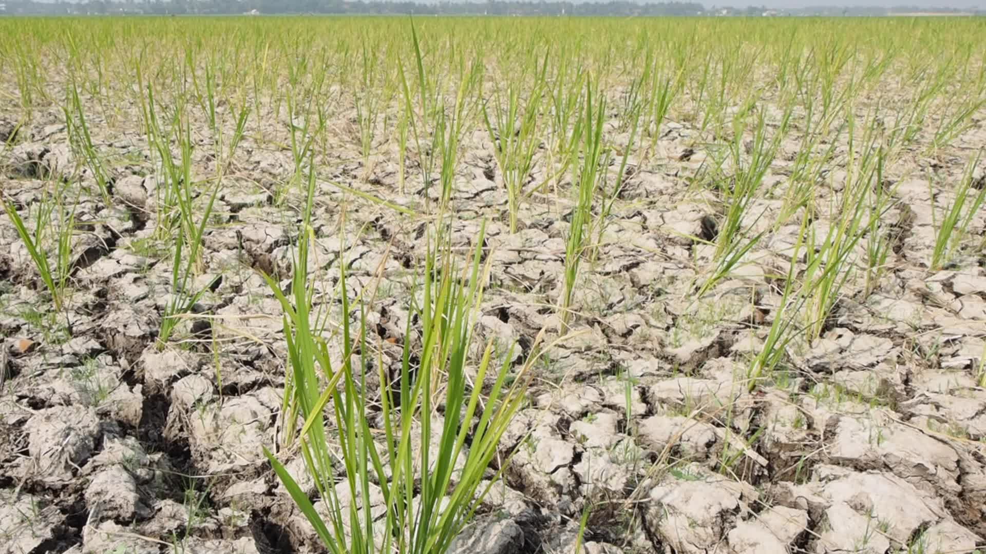 El Nino Phenomenon Causes Drought in Tangerang