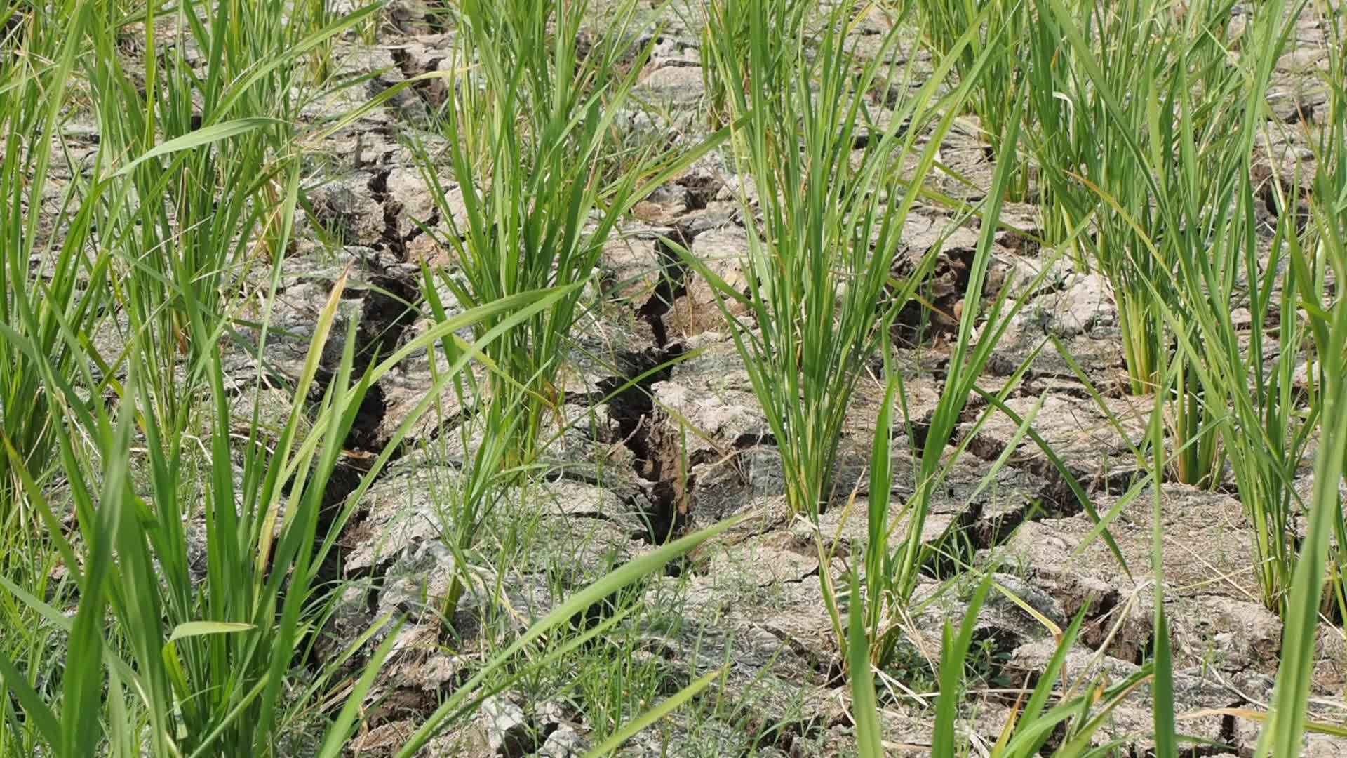 El Nino Phenomenon Causes Drought in Tangerang