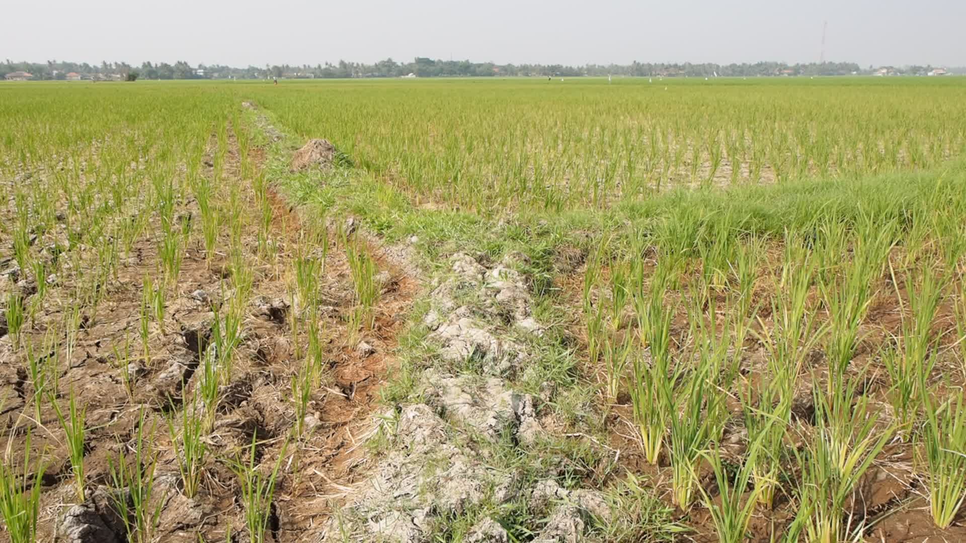 El Nino Phenomenon Causes Drought in Tangerang