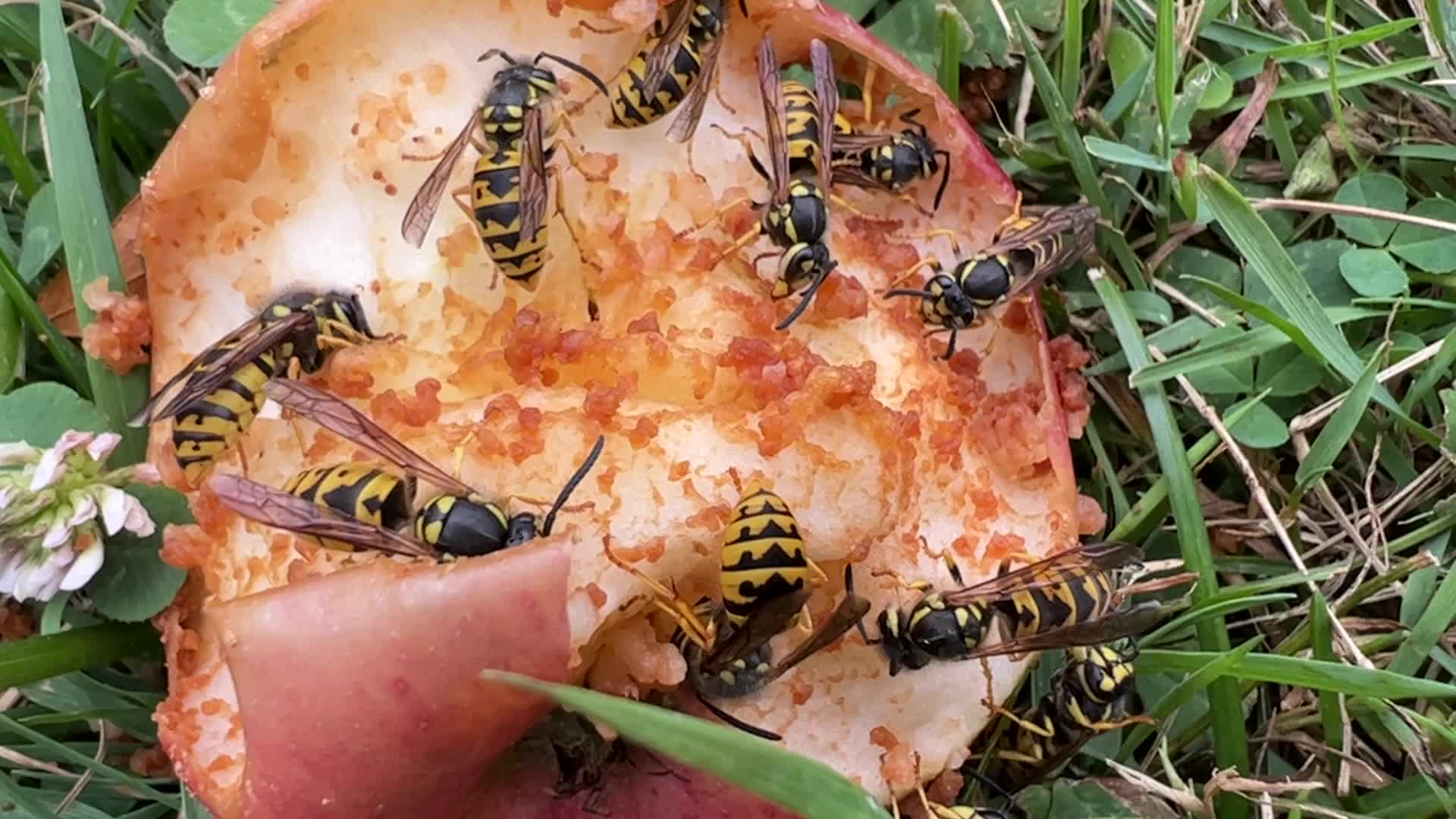 Eastern Yellowjacket Wasps eating apples