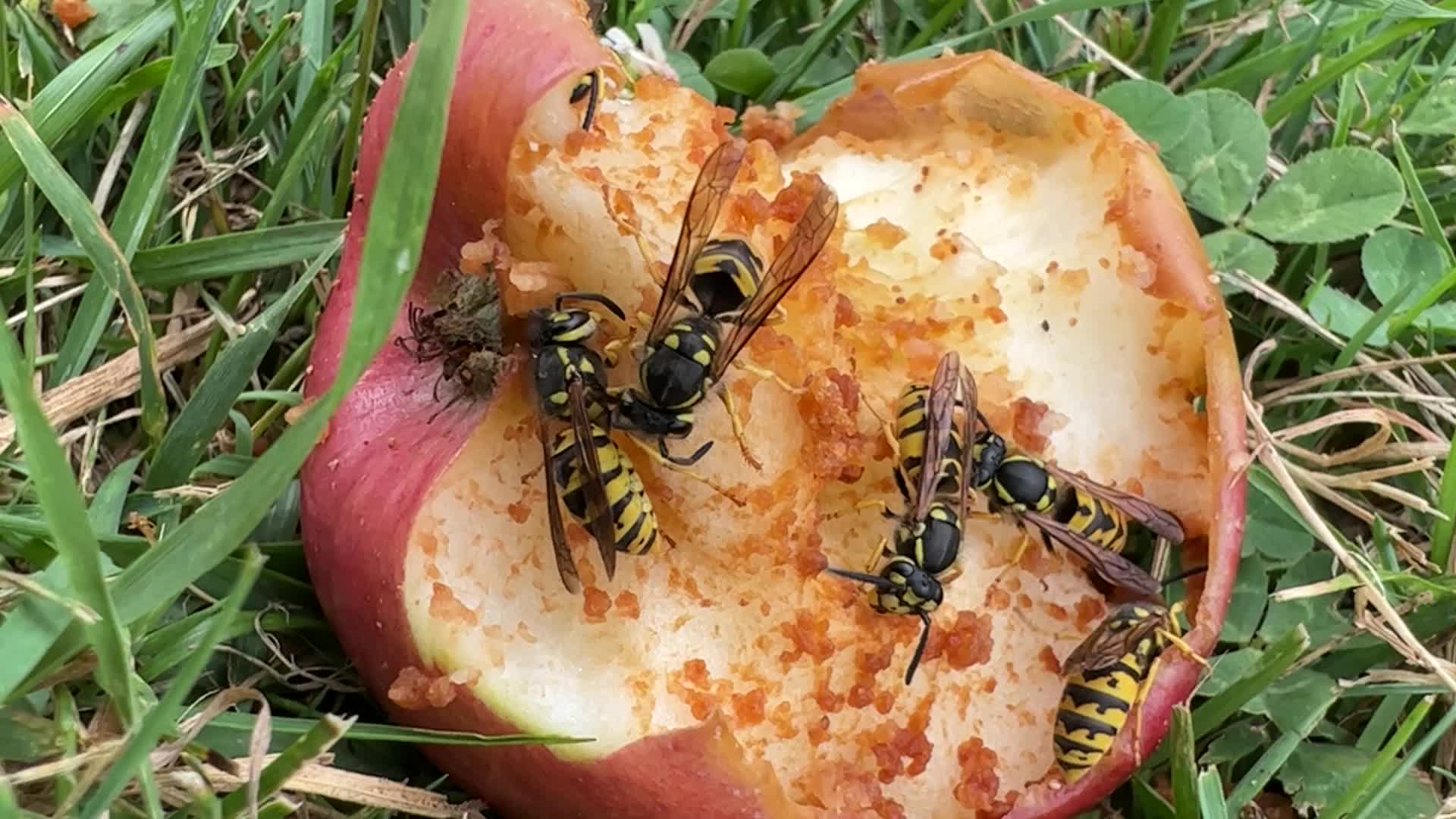 Eastern Yellowjacket Wasps eating apples