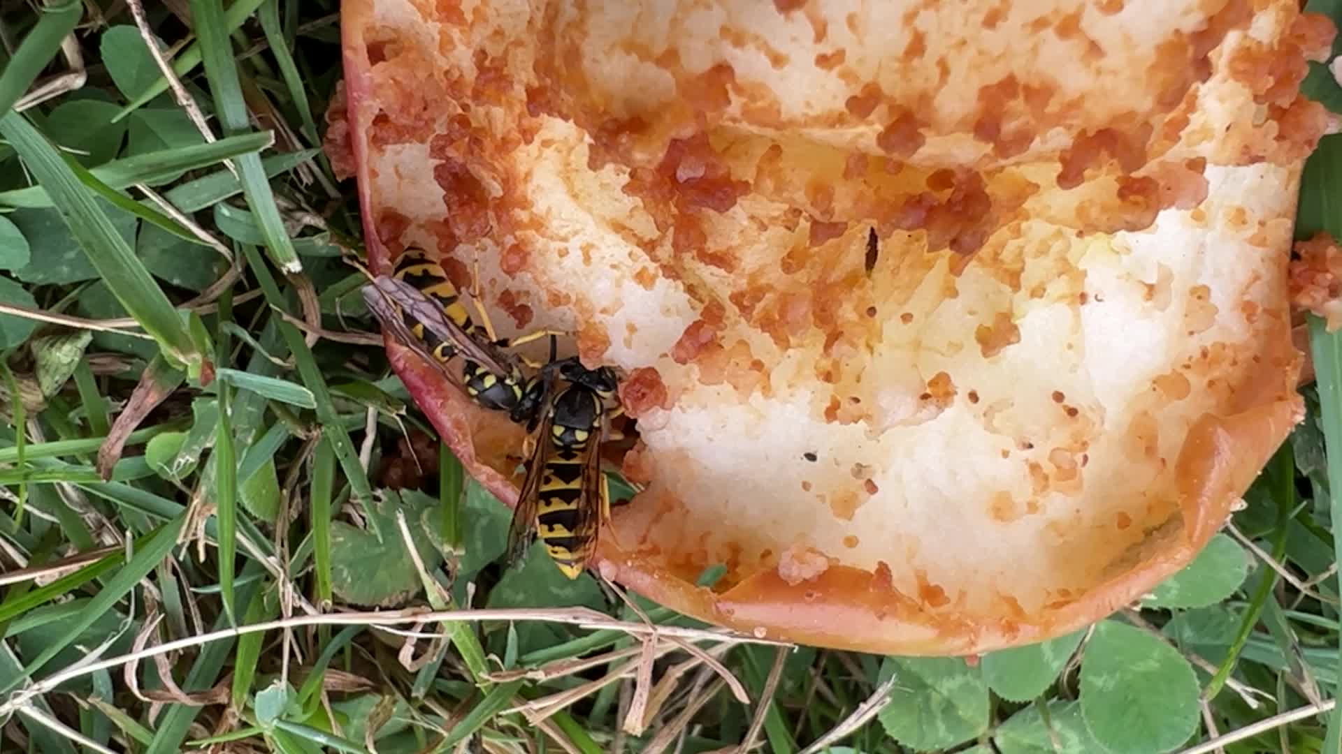 Eastern Yellowjacket Wasps eating apples