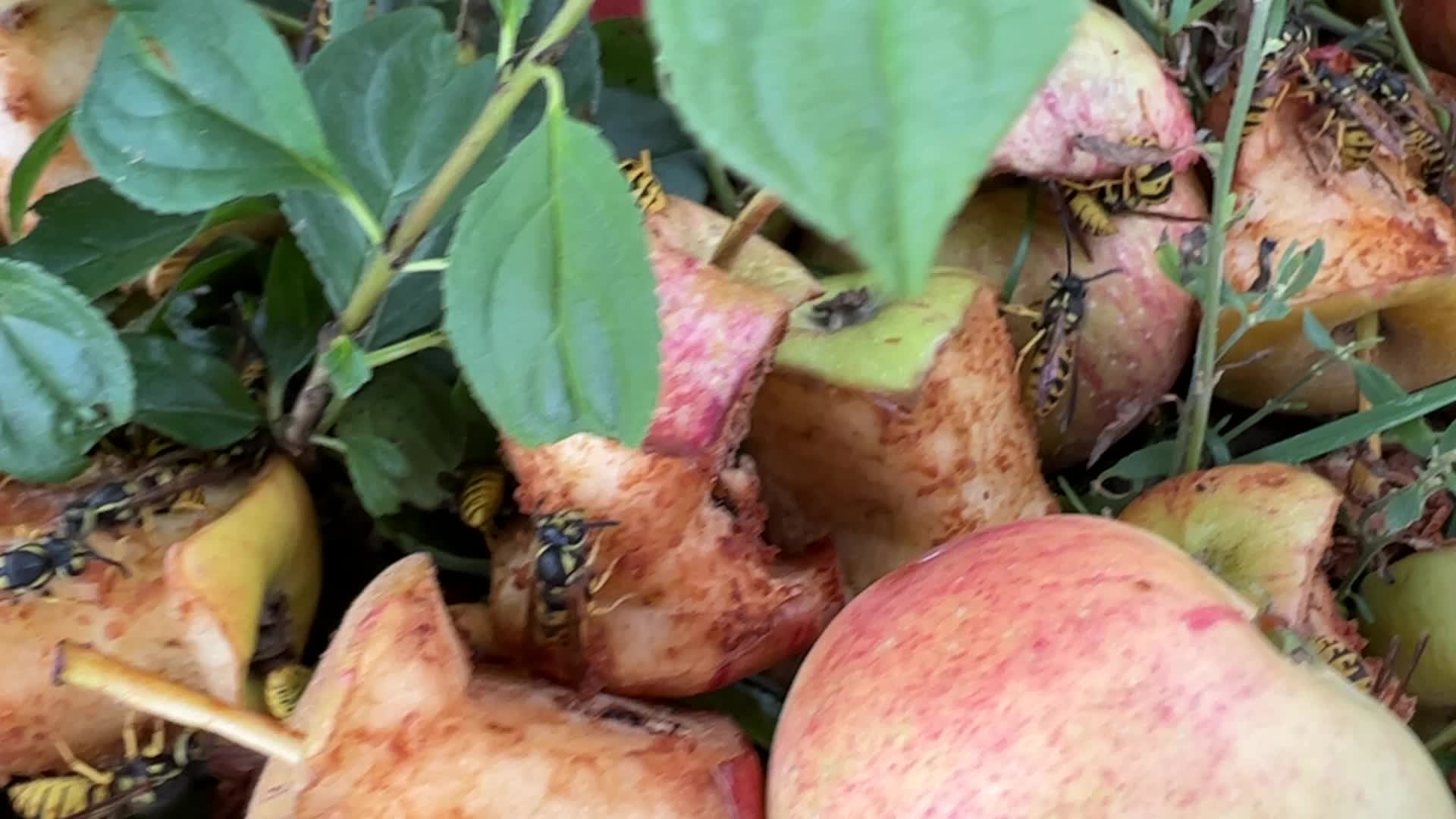 Eastern Yellowjacket Wasps eating apples