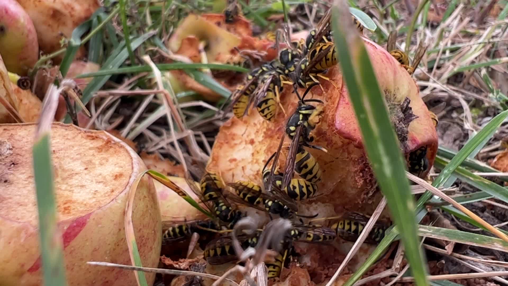 Eastern Yellowjacket Wasps eating apples