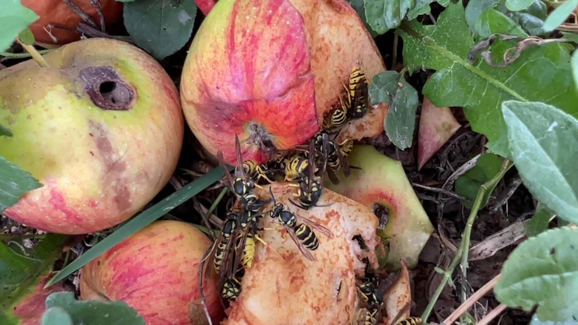 Eastern Yellowjacket Wasps eating apples