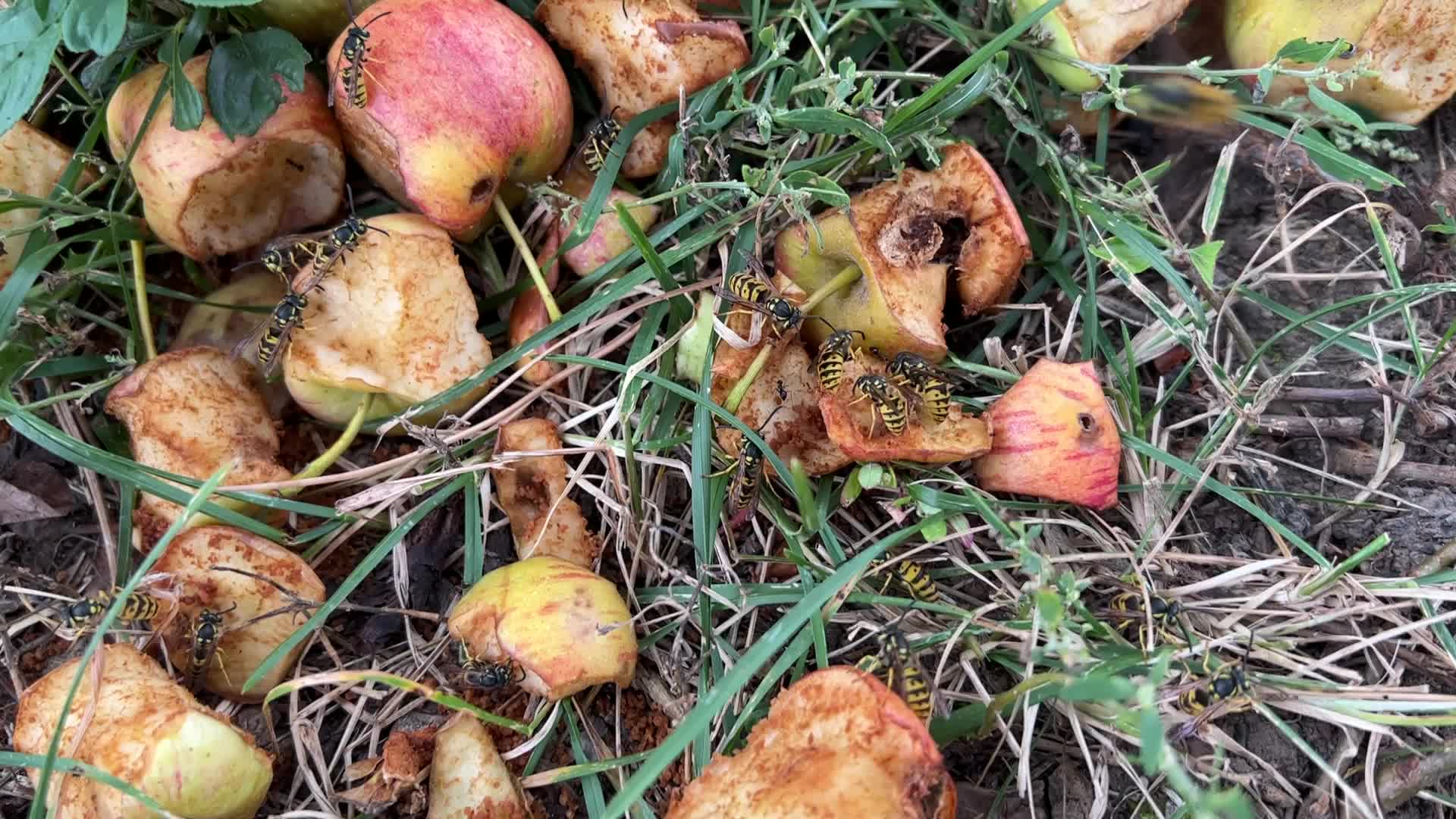 Eastern Yellowjacket Wasps eating apples