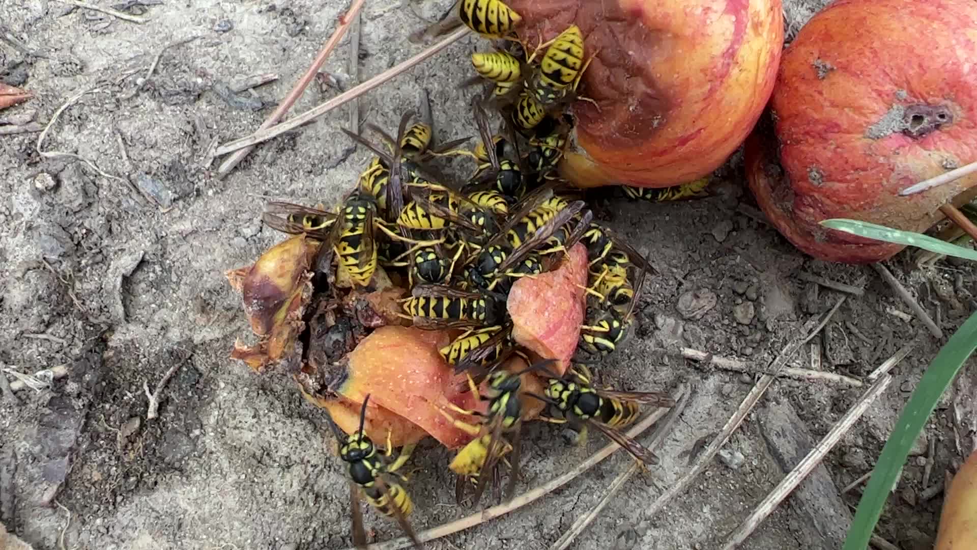 Eastern Yellowjacket Wasps eating apples