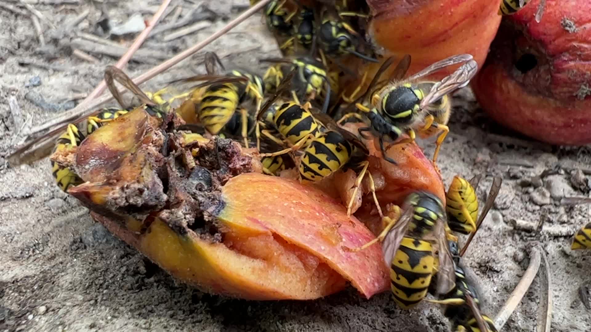 Eastern Yellowjacket Wasps eating apples