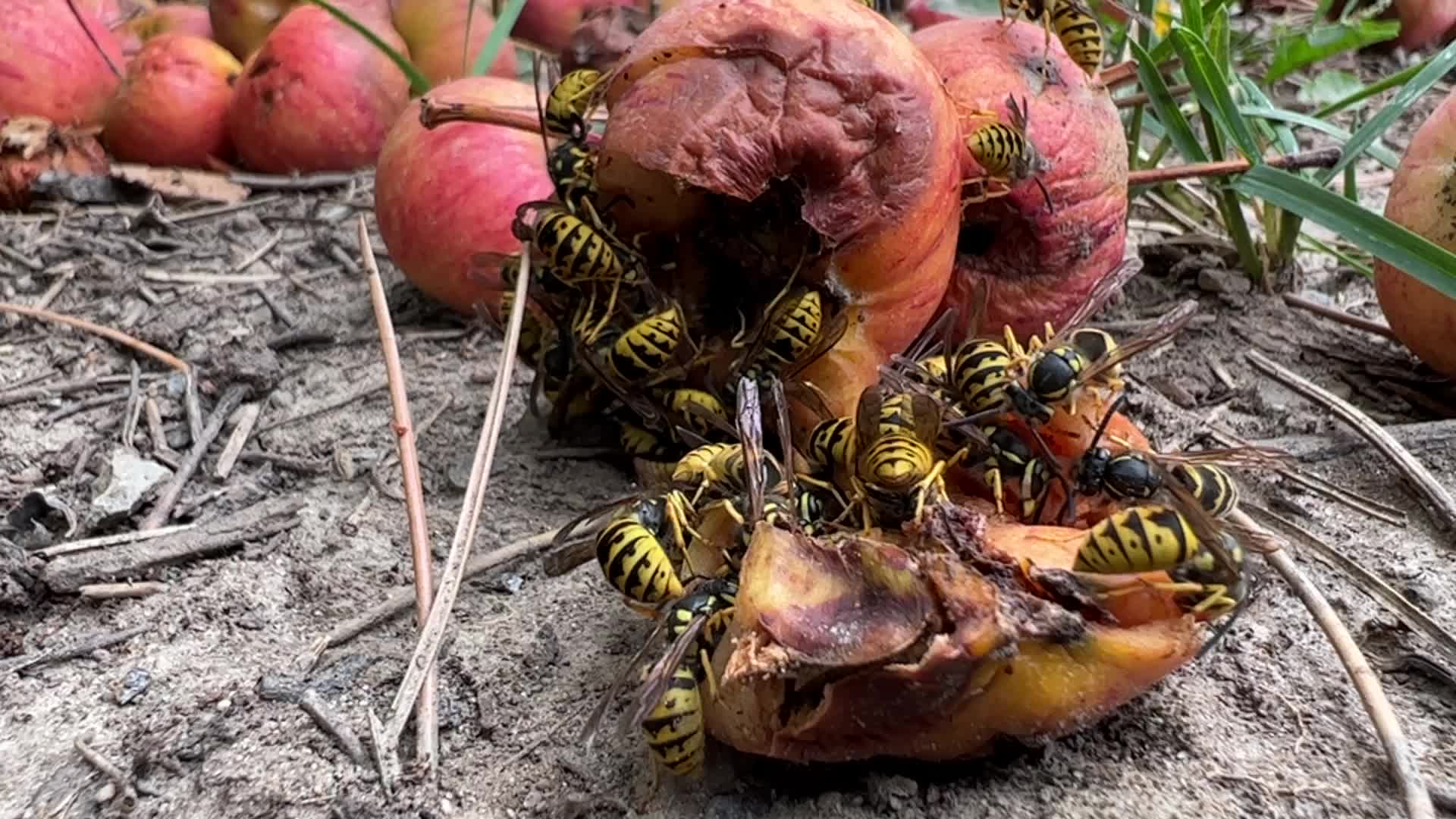 Eastern Yellowjacket Wasps eating apples