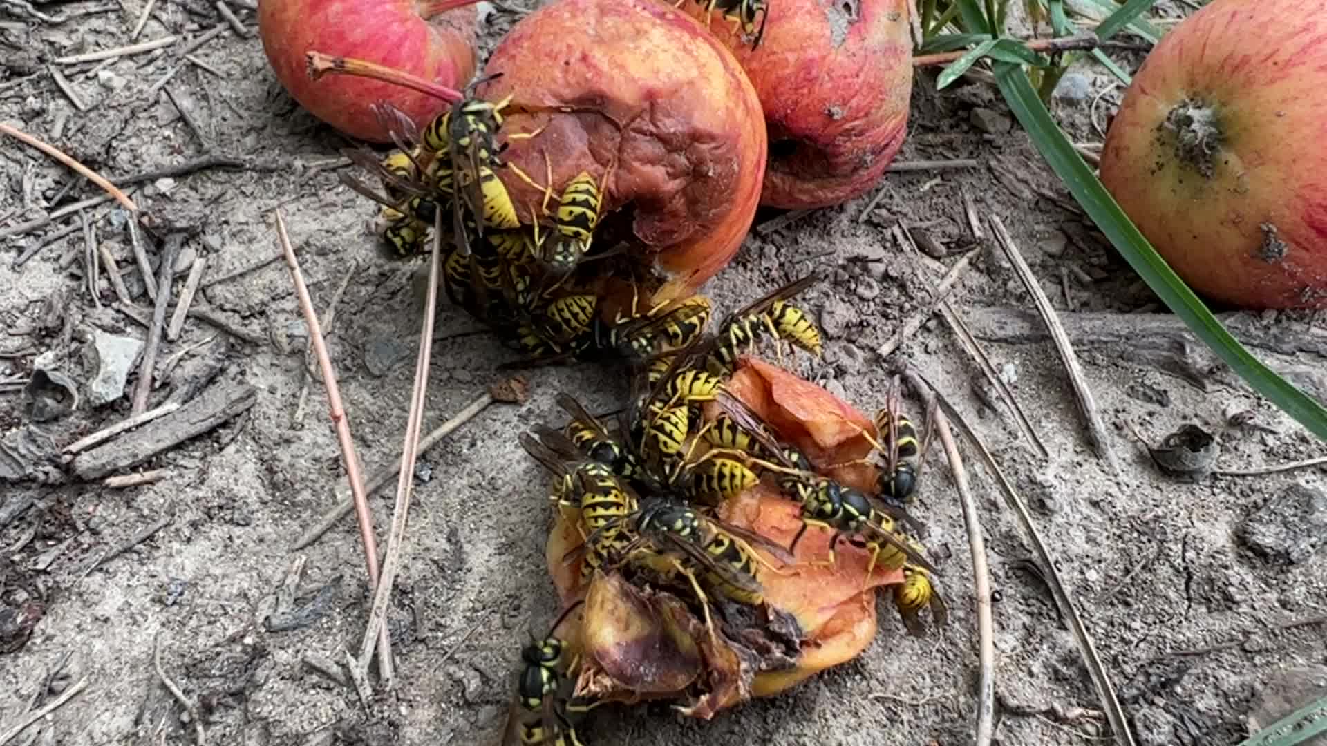 Eastern Yellowjacket Wasps eating apples
